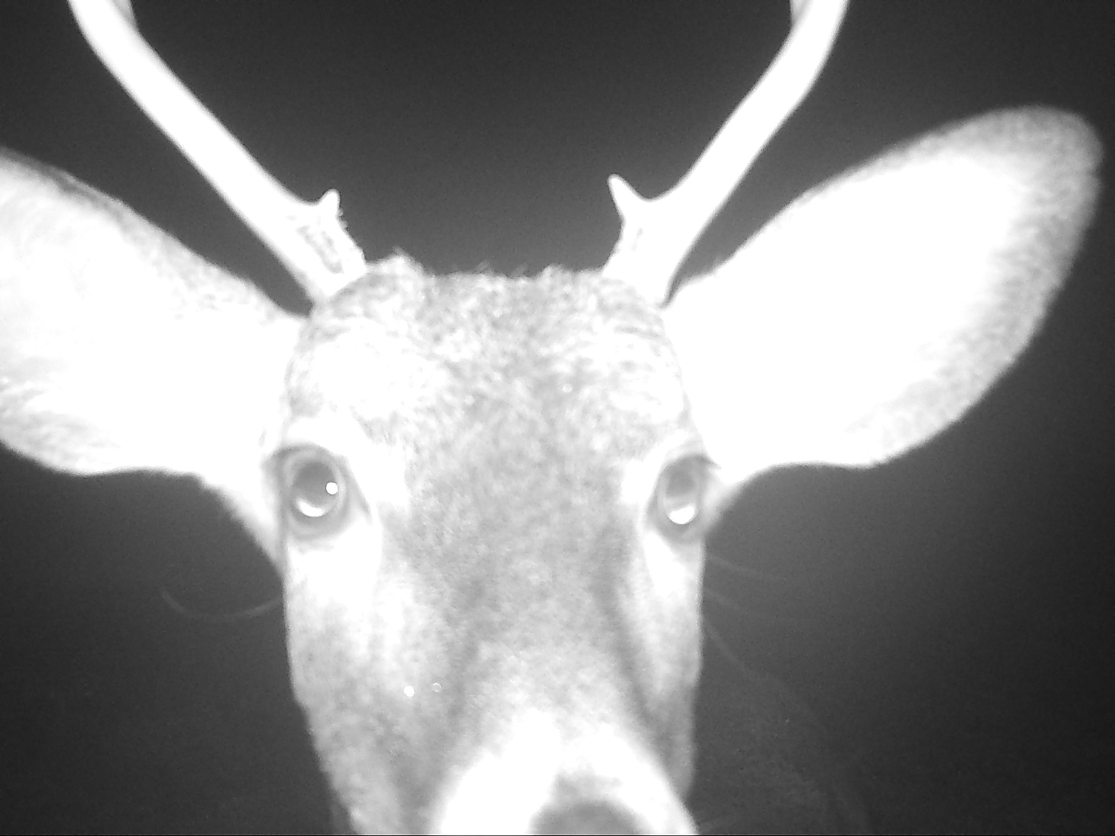  A curious deer gets up close and personal with the trail camera. October 13, 2017 