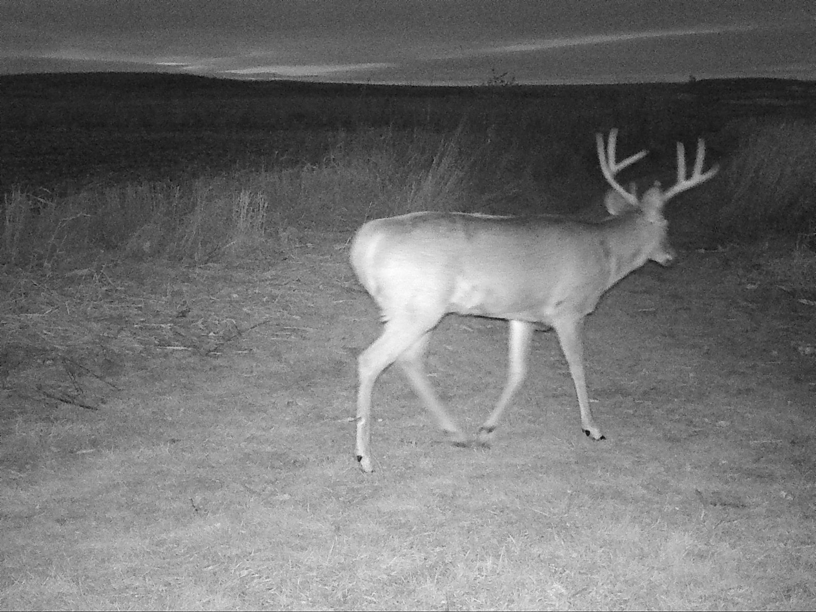  A buck hits the trail at 4:48pm on November 26, 2017... three minutes after the close of the gun deer season. 