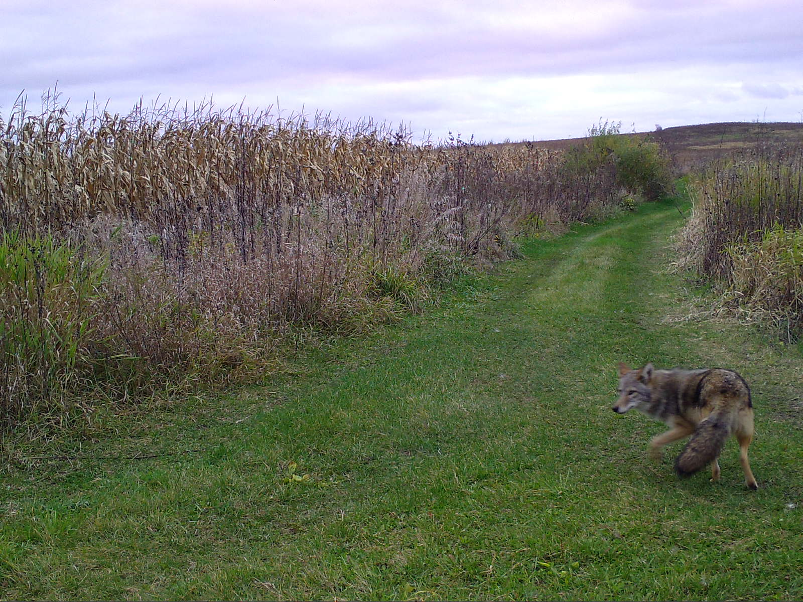  A great shot of a coyote at 5:26 pm on October 28, 2017 