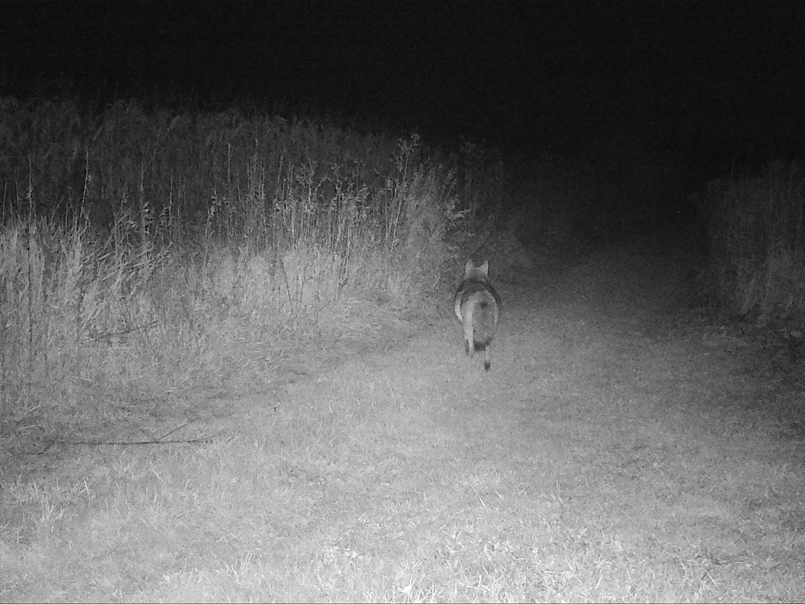  A well-fed coyote on the hunt at 6:18 am on October 19, 2017 