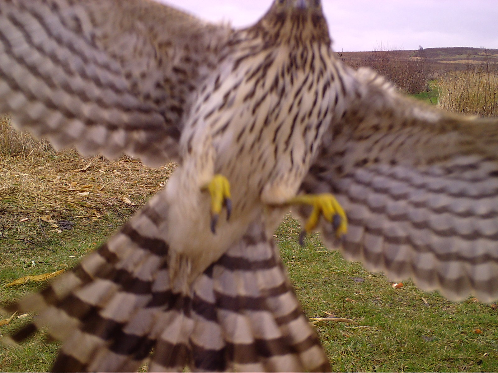  We just can’t keep that Cooper’s hawk away!&nbsp; November 18, 2017 