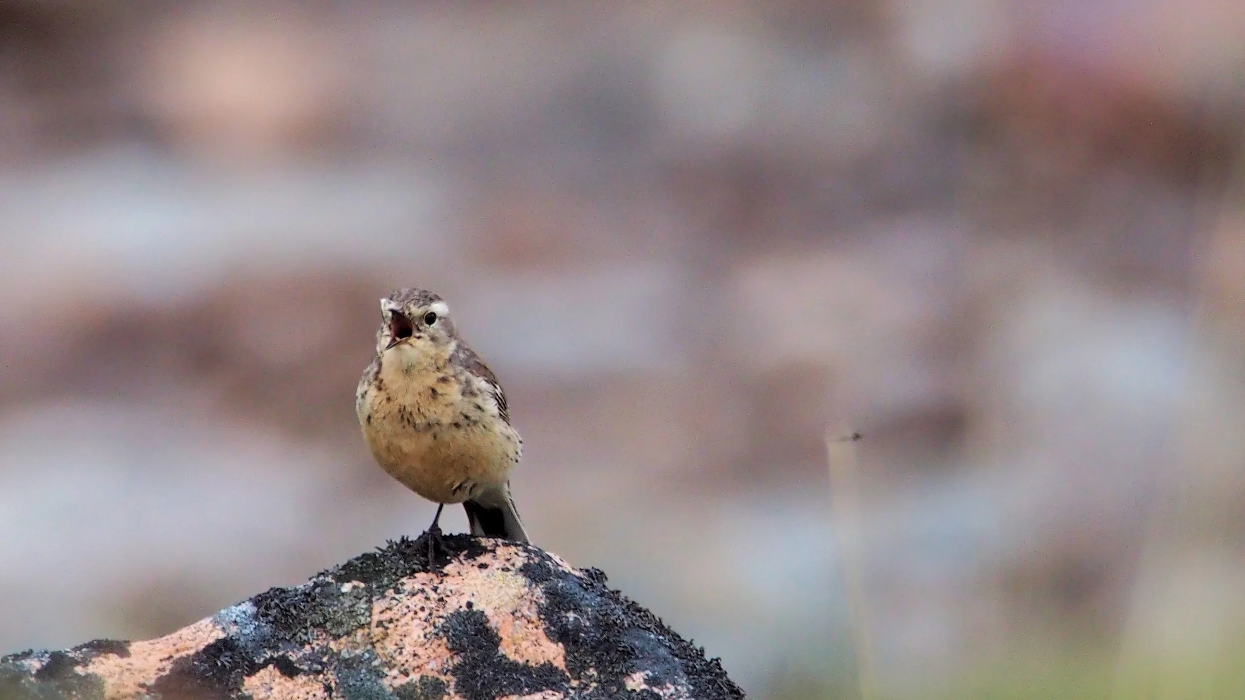 Injured & Baby Birds — BBA