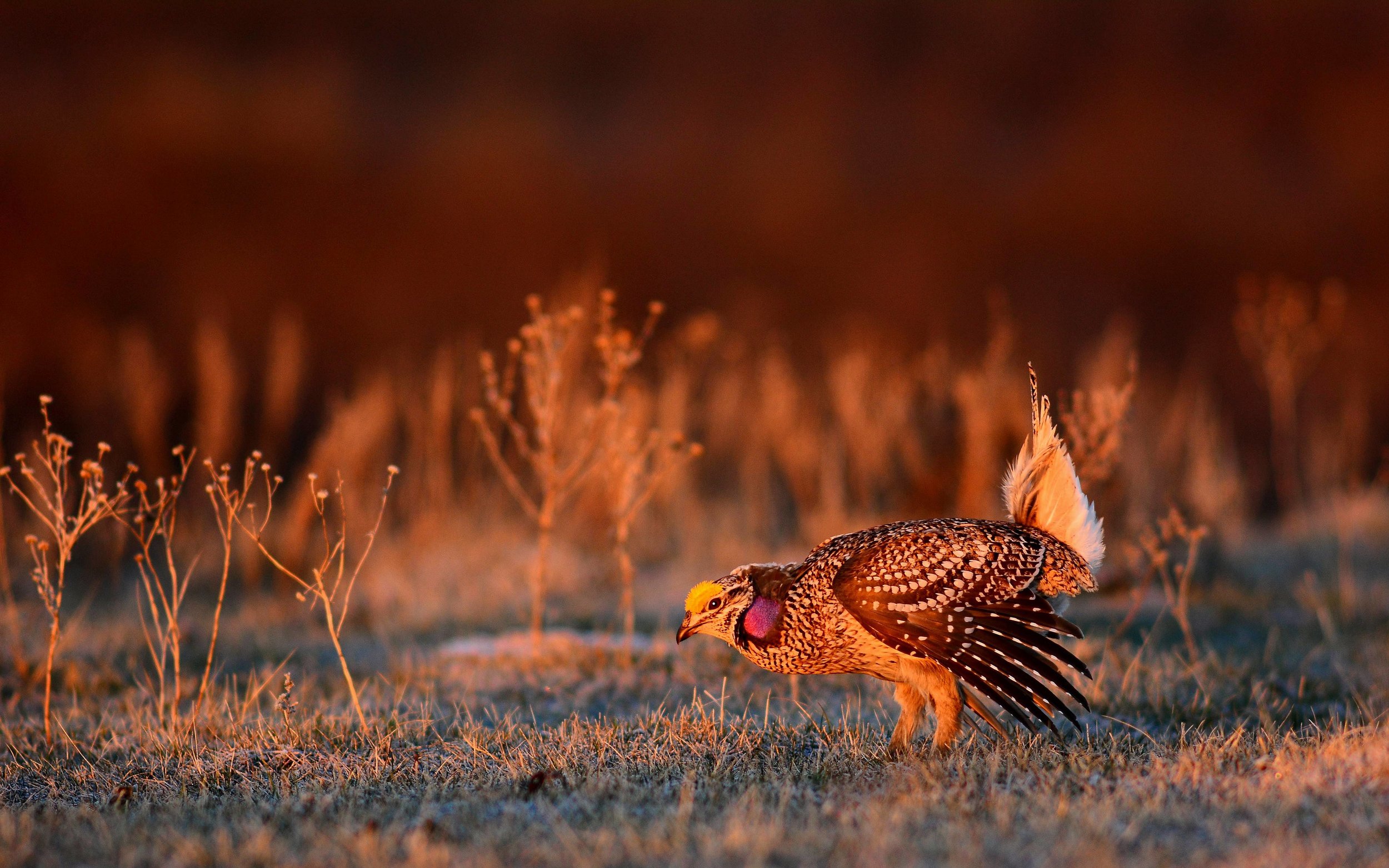 Bird of prey in meadow at sunset. Lens 2, Stock Video