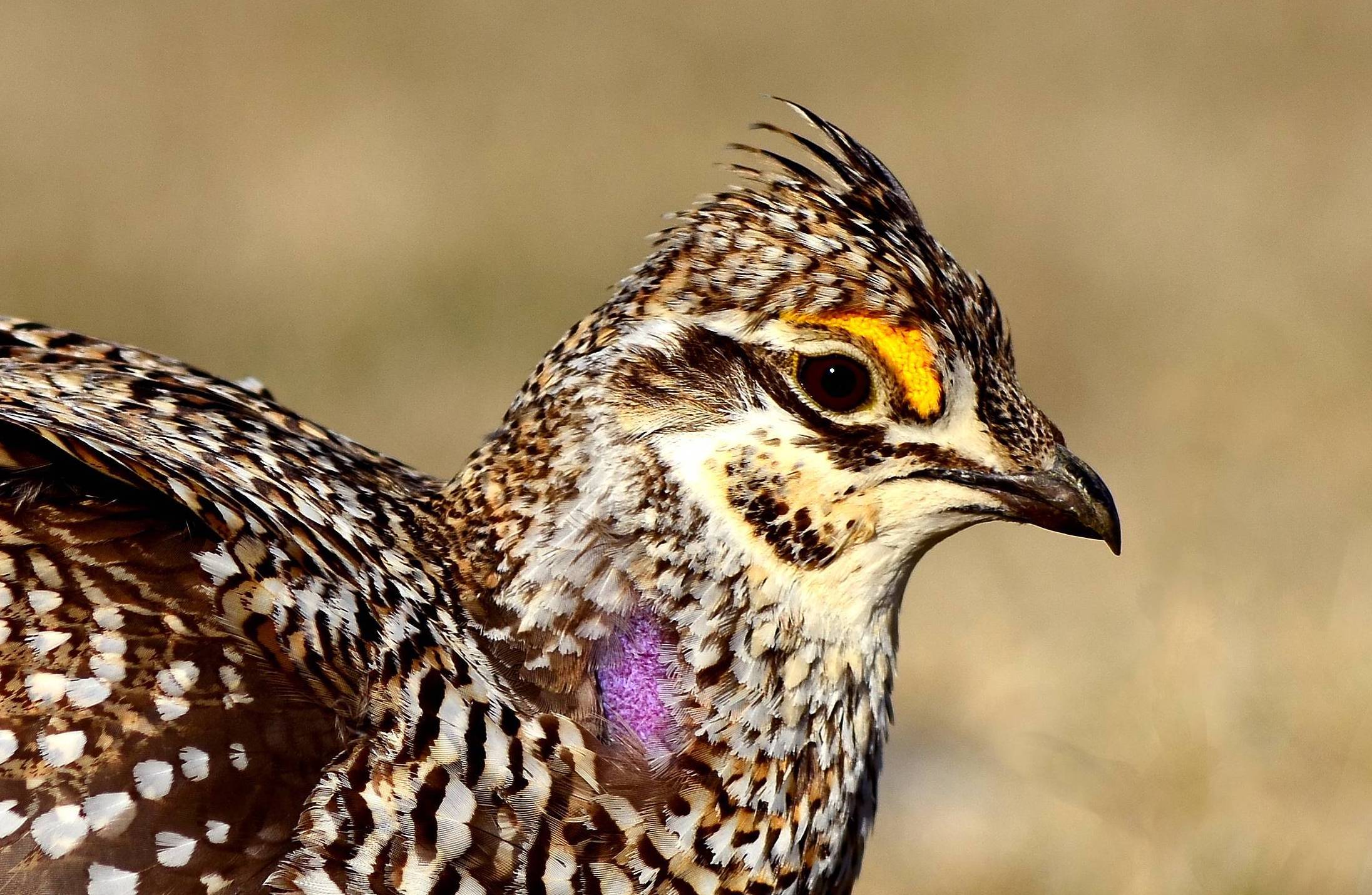 Photo by US FWS Mountain-Prairie