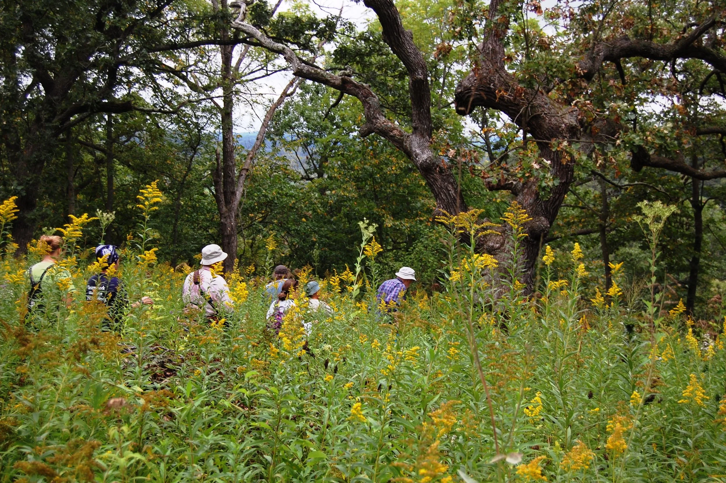 Butterflies and Wildflowers of Pleasant Valley