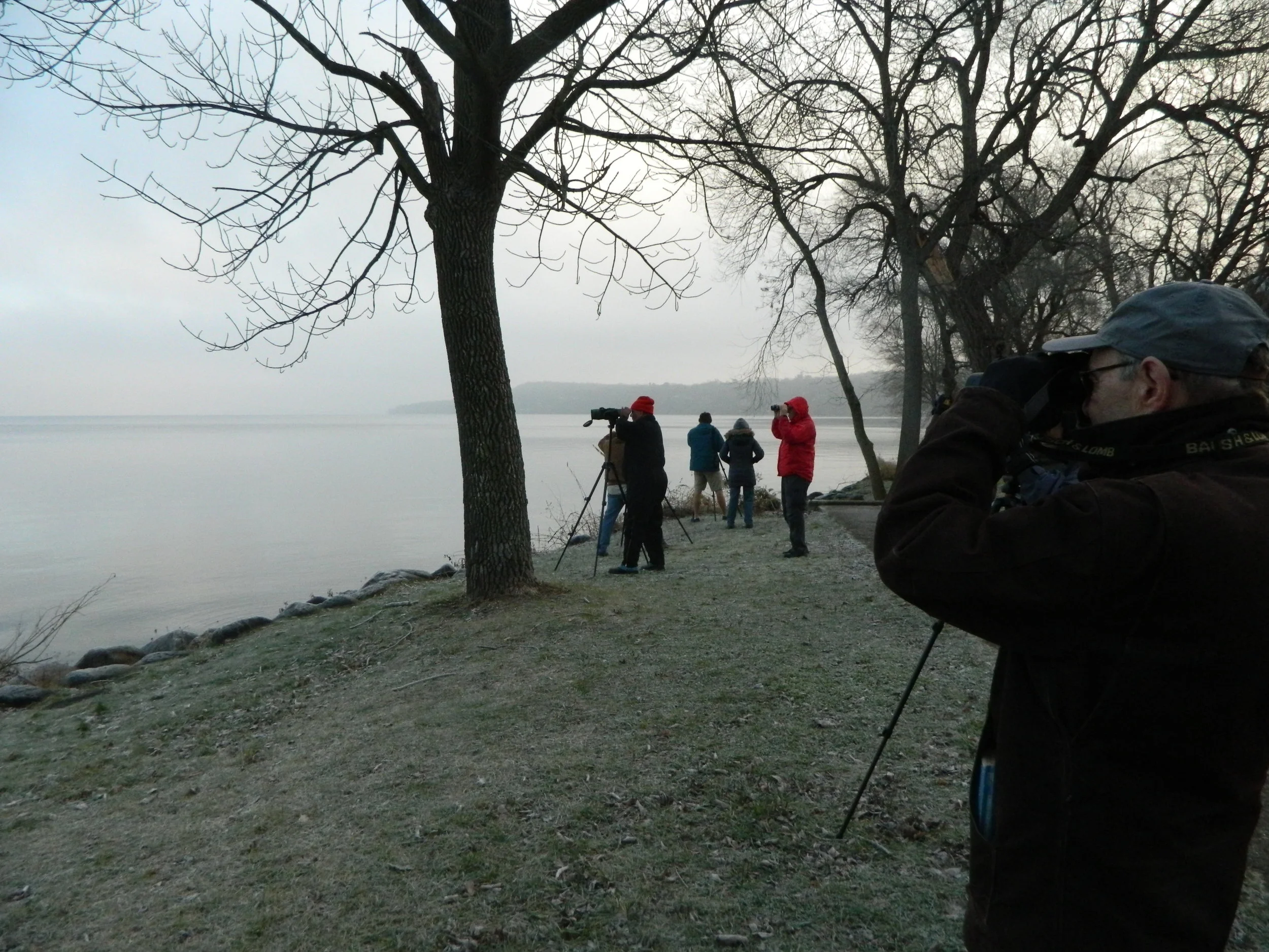 Birding Madison's Lakes