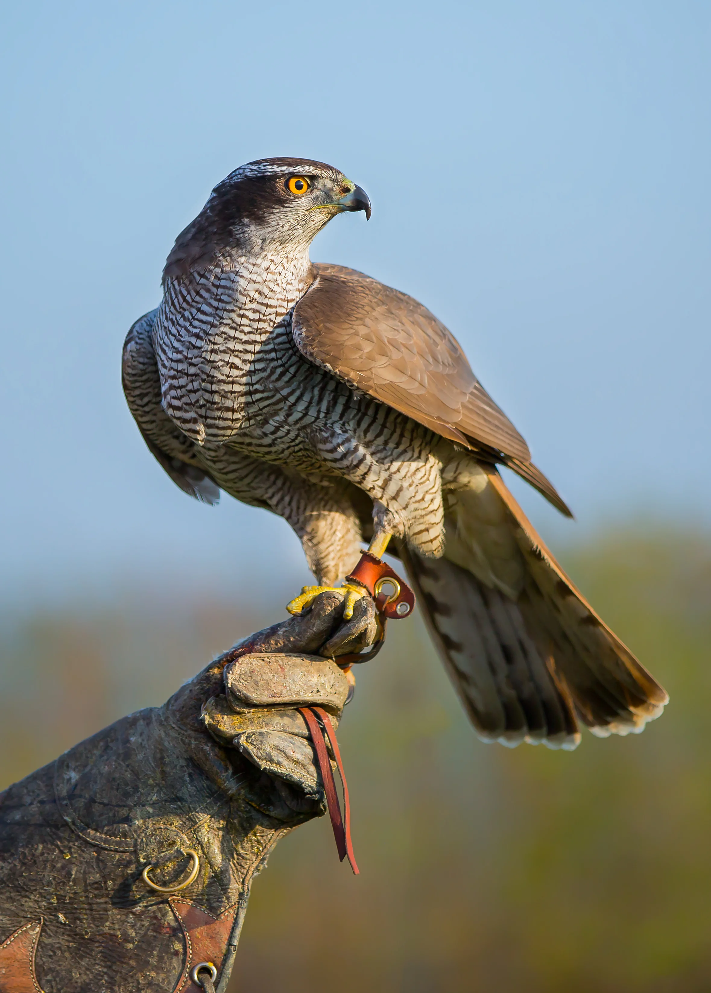 Northern Goshawk Northern Goshawk