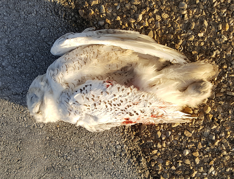 This, and one other snowy owl died after being struck by passing vehicles on January 12. Photo by Monica Hall