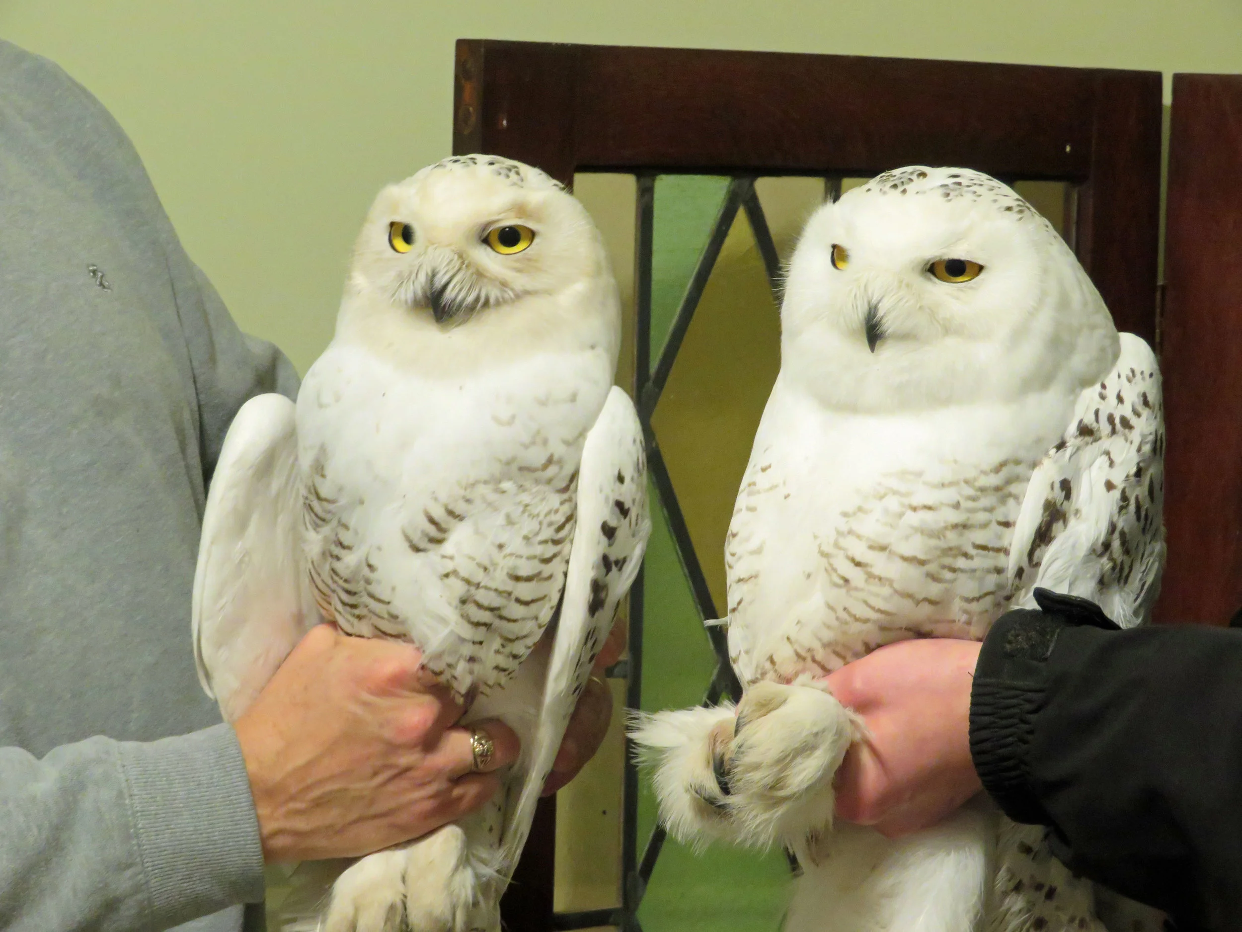 "The Boys", with Quarry on the left and Arlington on the right. Photo by Maddie Dumas