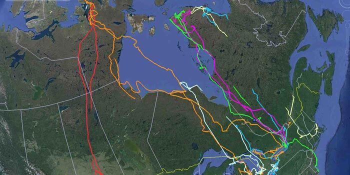 Project SNOWstorm tracks migrations and movements of snowy owls across North America. Photo from projectstowstorm.org