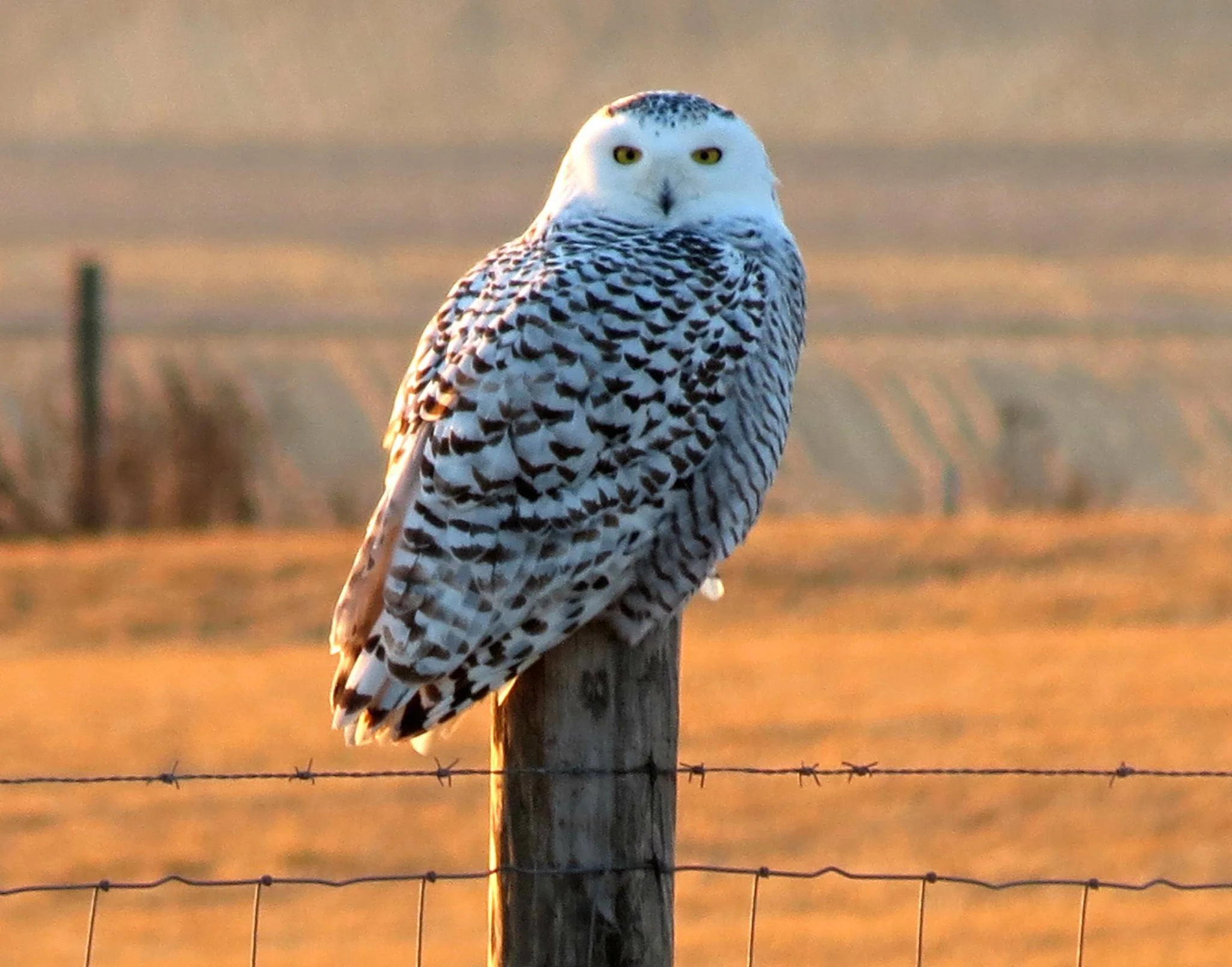 A snowy owl perches in the late afternoon sun. Photo by Lester Doyle