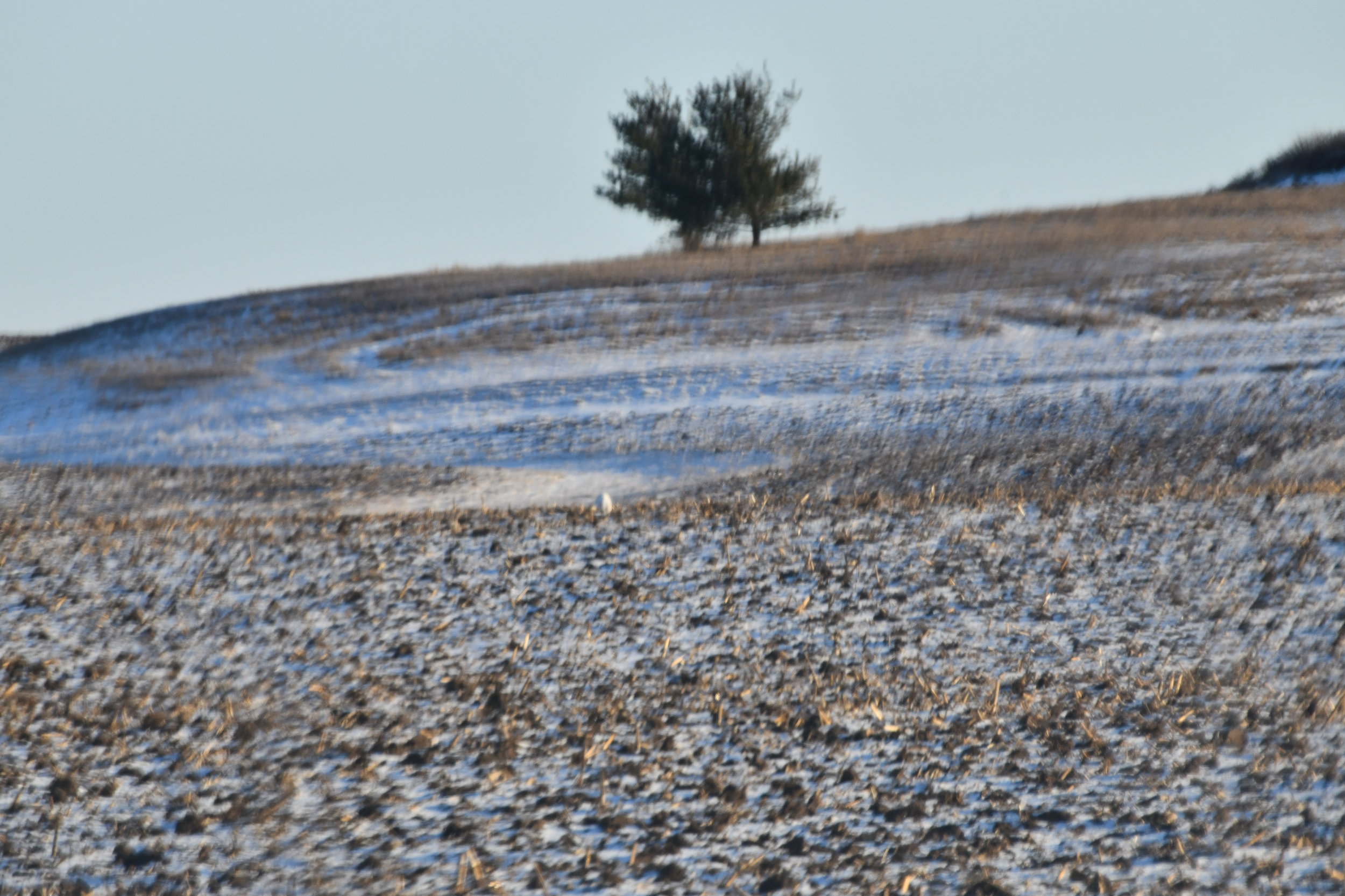 I spy with my little eye something that is white. Photo by David Rihn