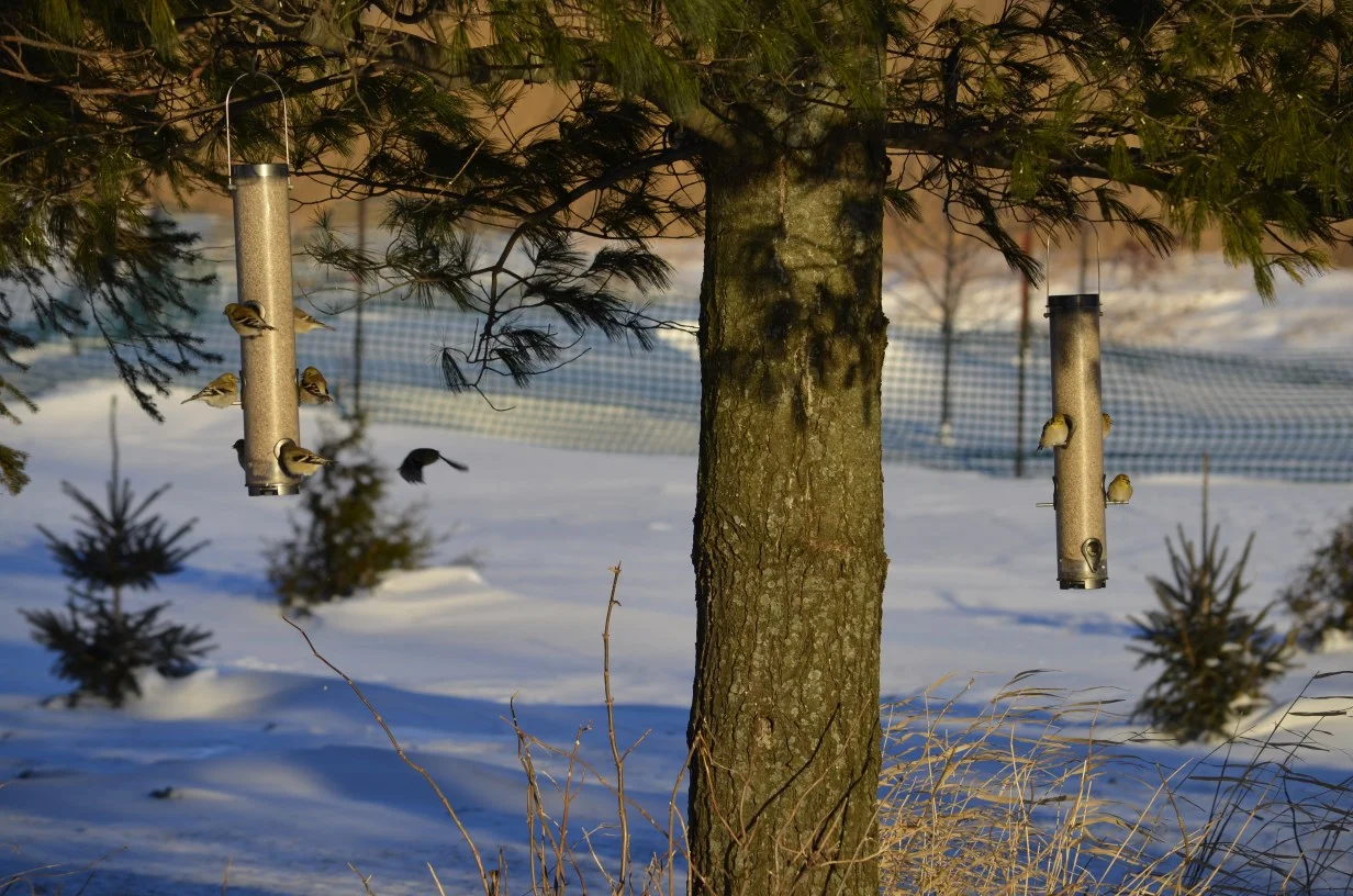 Goldfinches love to feed on sunflower fines . Photo by Mark Martin