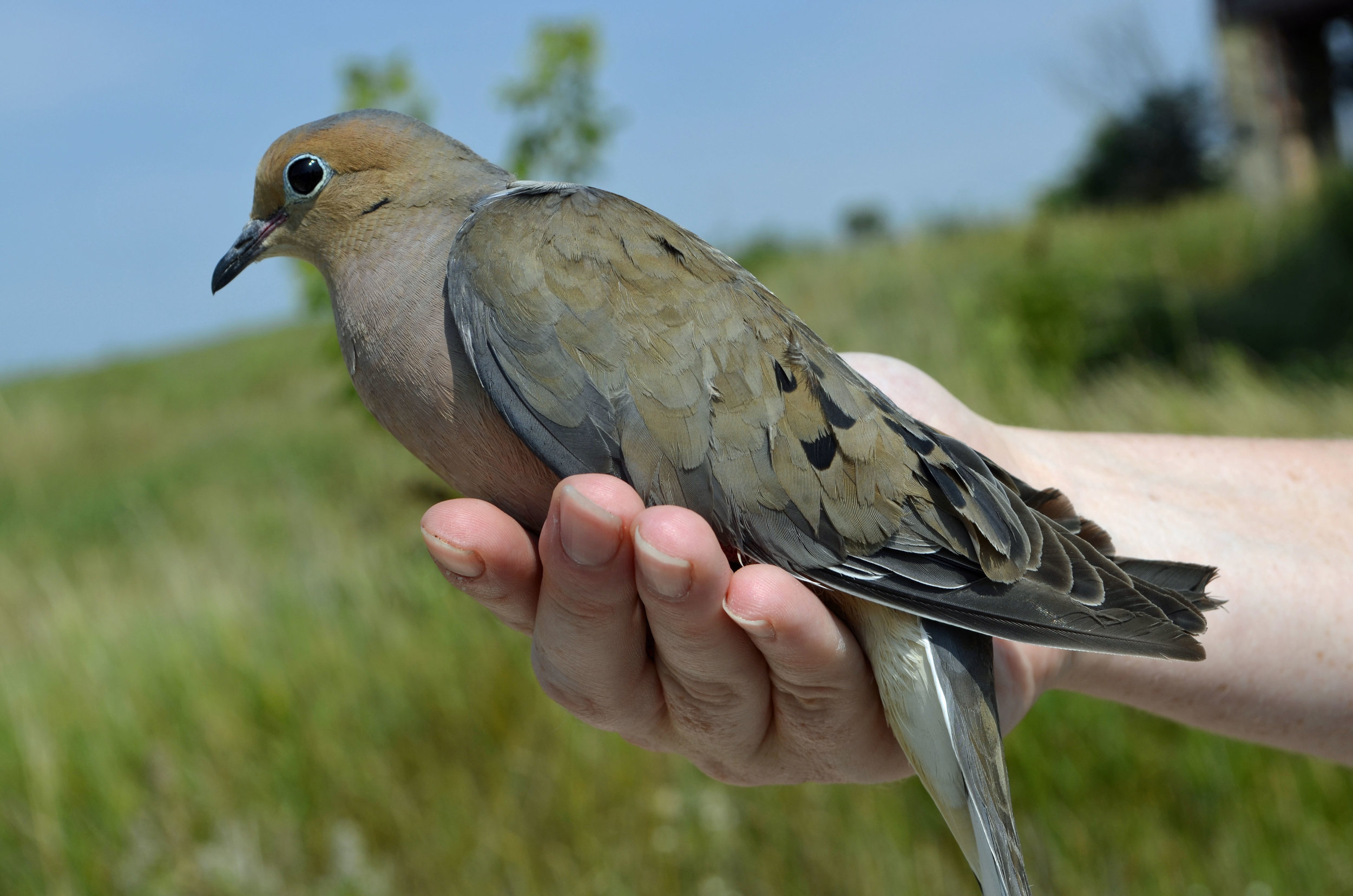 We wonder if any of the 85 mourning doves banded at Goose Pond are spending the winter with us. Photo by Mark Martin