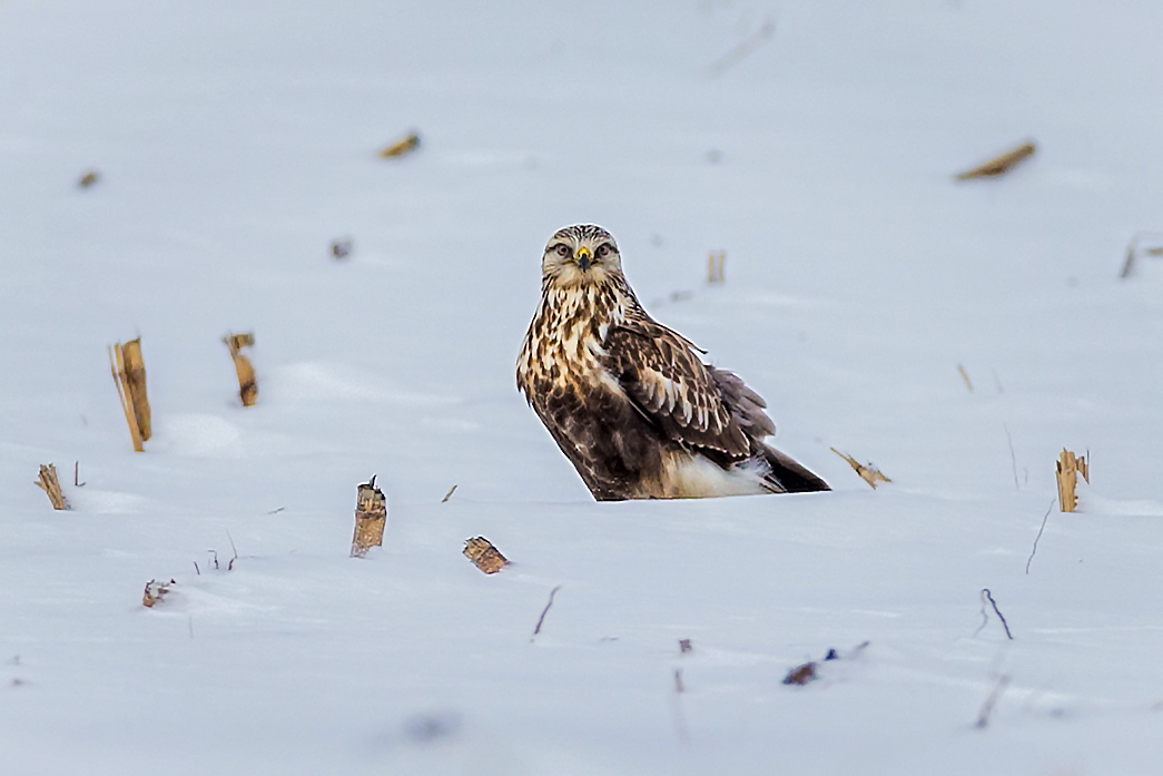 Alert eyes of a rough-legged hawk watch Goose Pond Christmas Bird Counters. Photo by Monica Hall