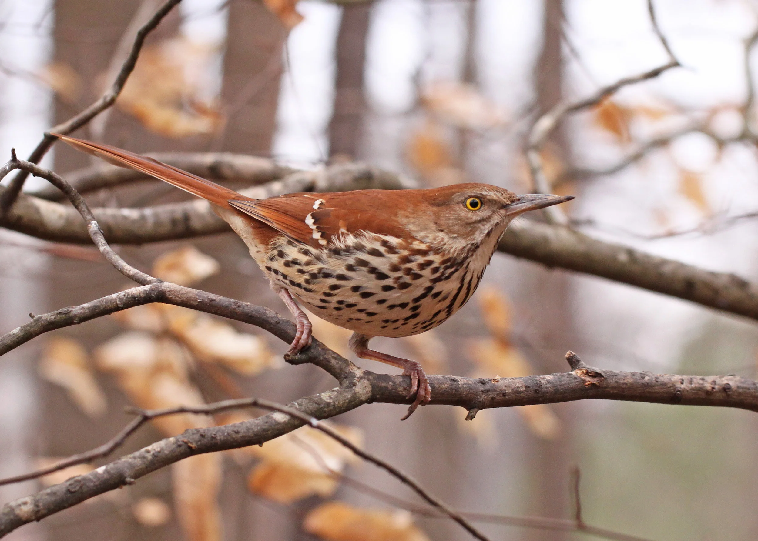 Photo by Vicki Deloach