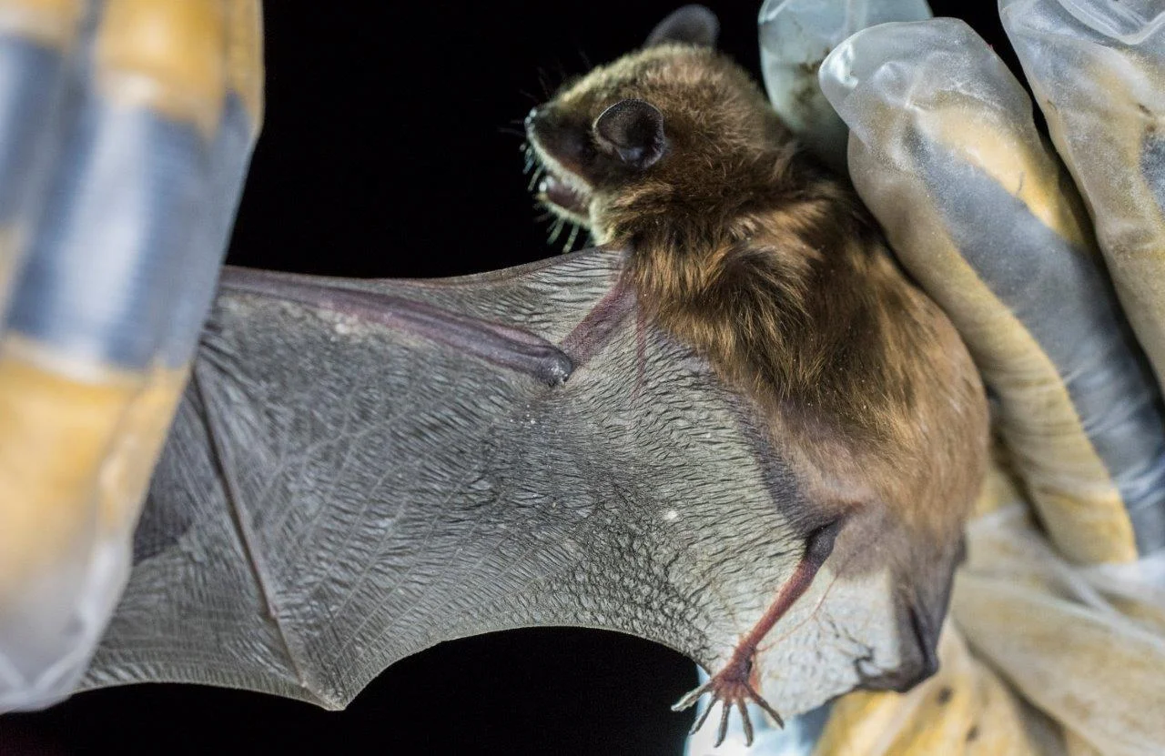 Jennifer Redell: Watching Tiny Survivors—Bats Who Beat the Odds ...
