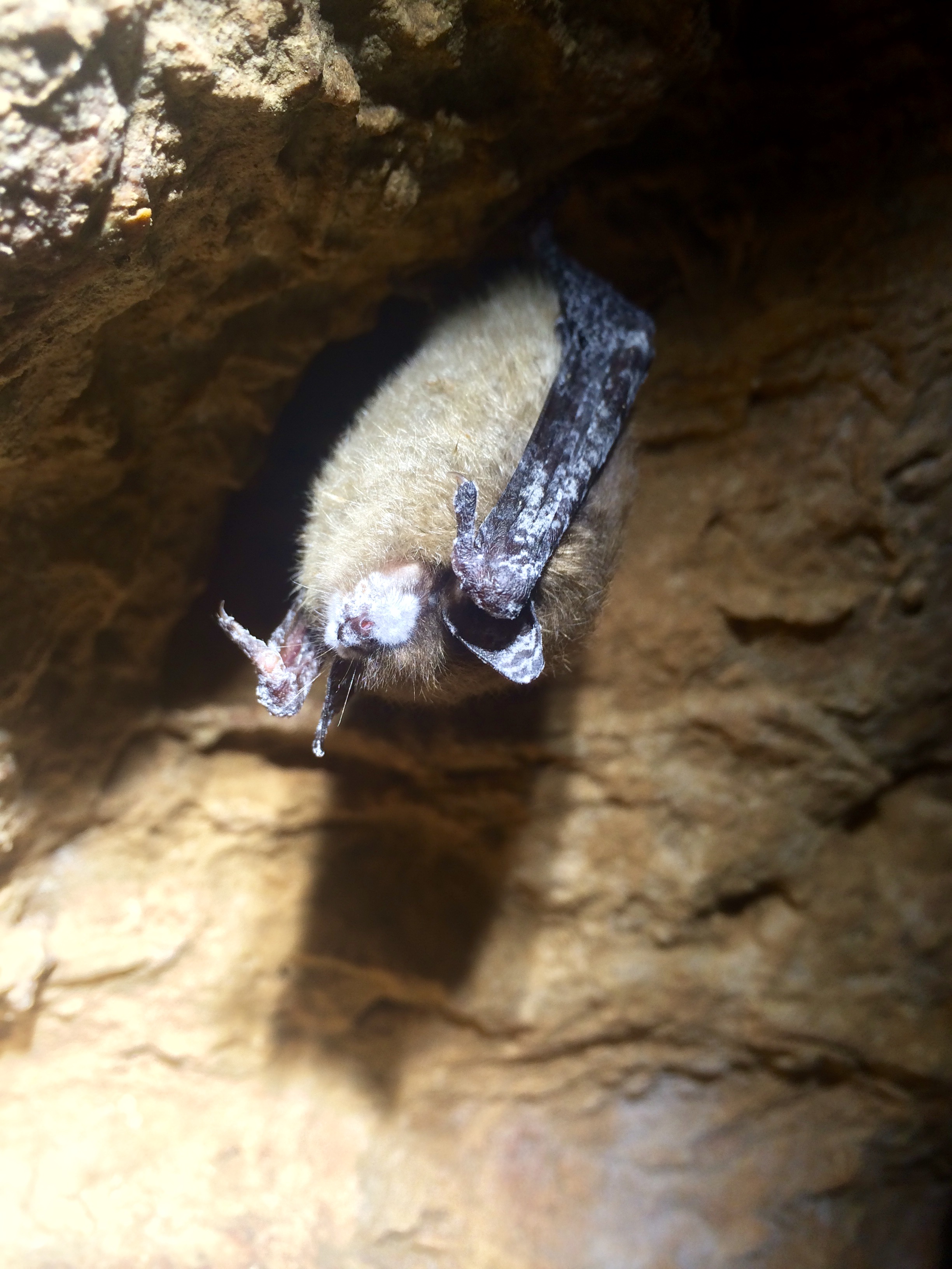 Little brown bat, Photo by Jennifer Redell