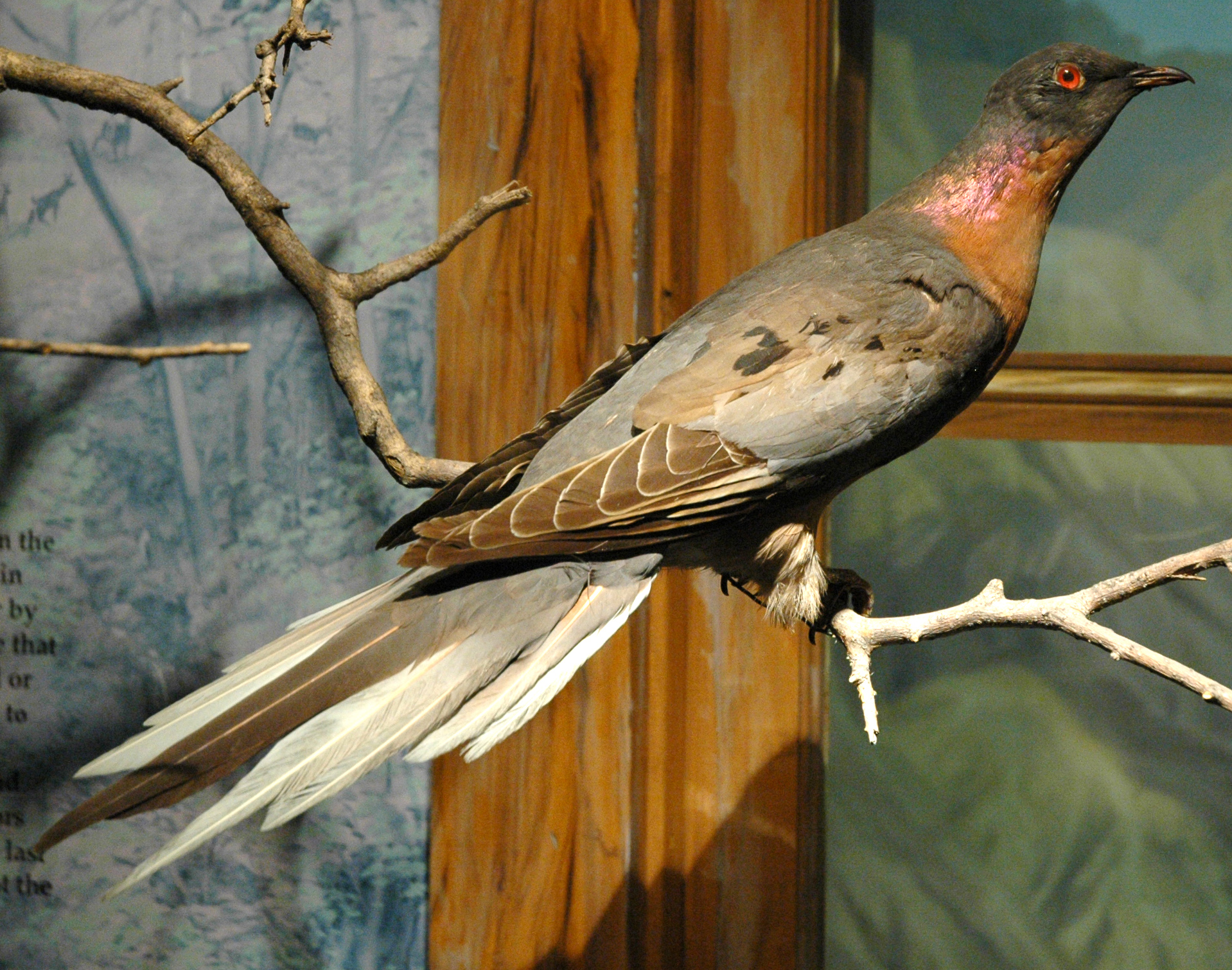 Male passenger pigeon, on display at the Cleveland Museum of Natural History. Photo by James St. John
