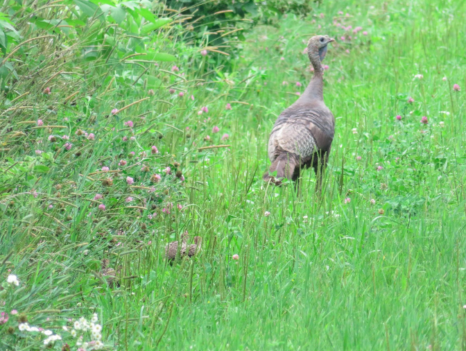 A turkey hen pauses to scope out her surroundings. Photo provided by Maddie Dumas