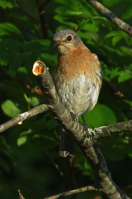 Female eastern bluebird. Photo by Pat Ready