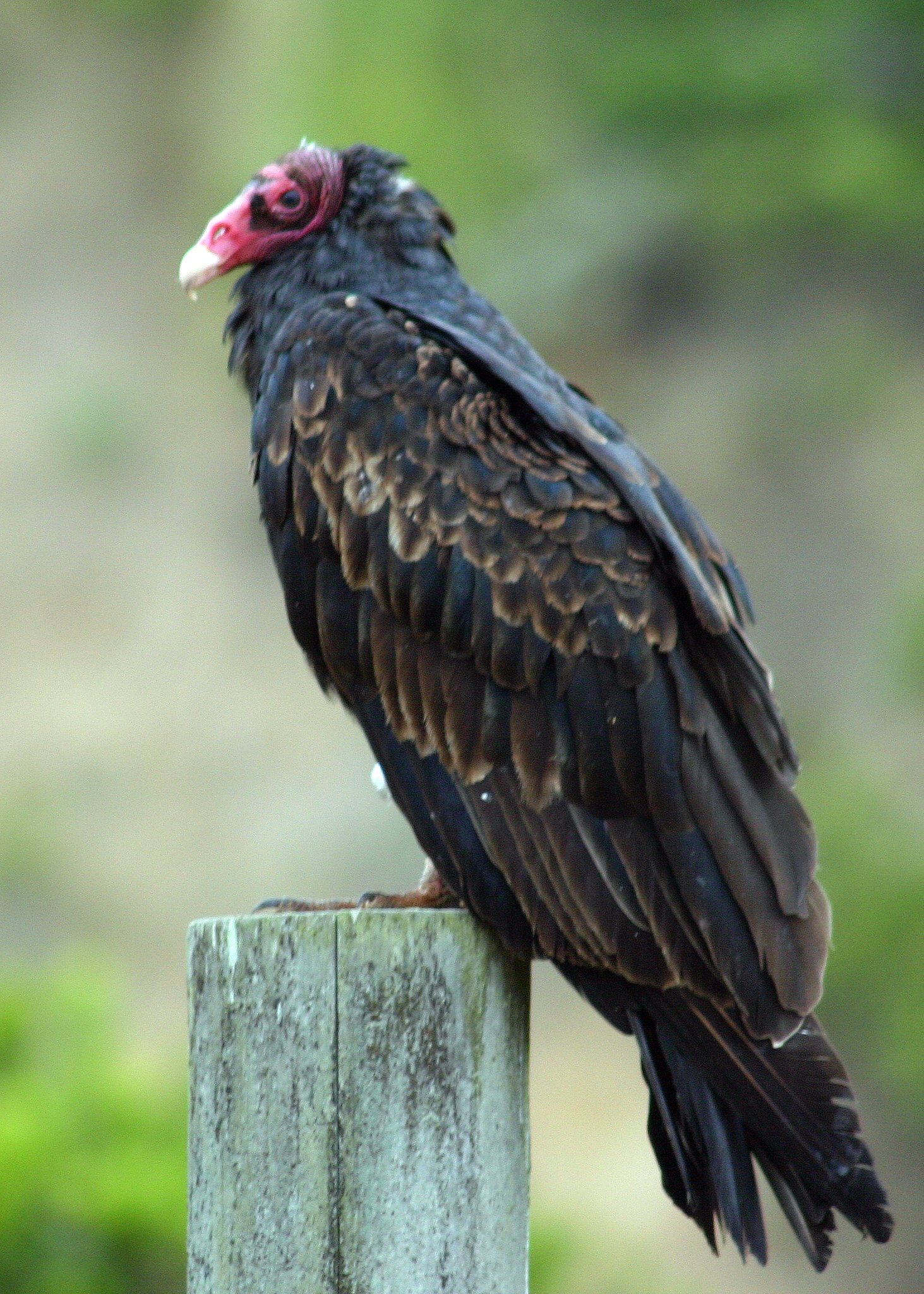 Vultures  Audubon Center for Birds of Prey