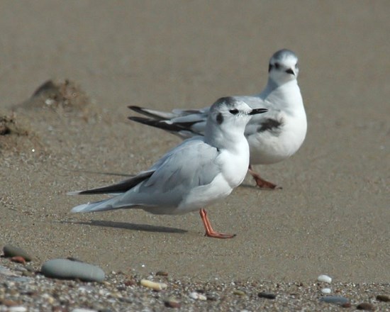 gull.jpg