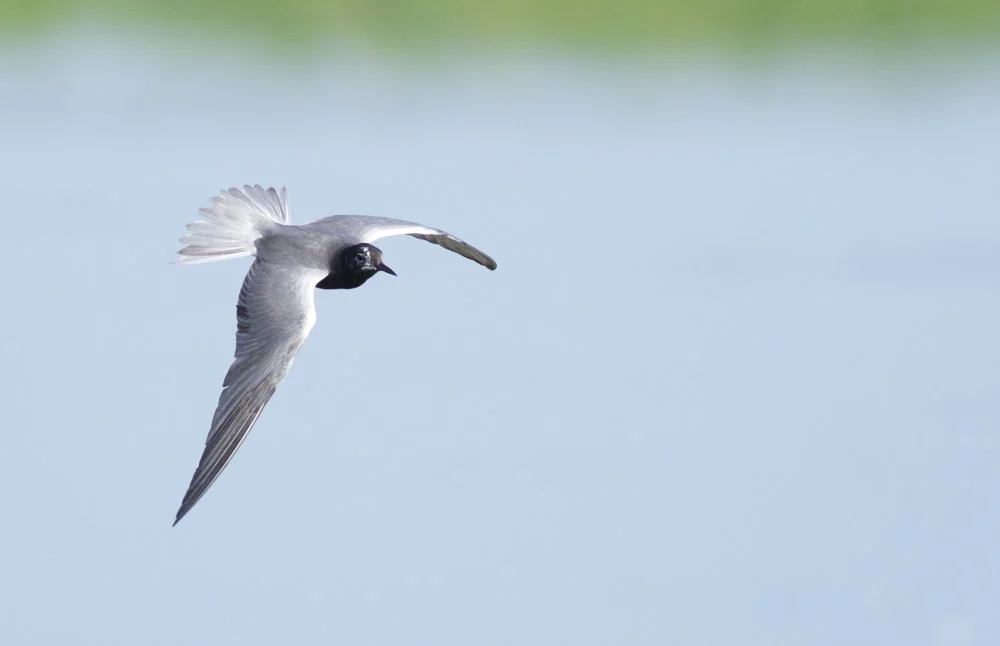 Black+Tern+AK.jpg