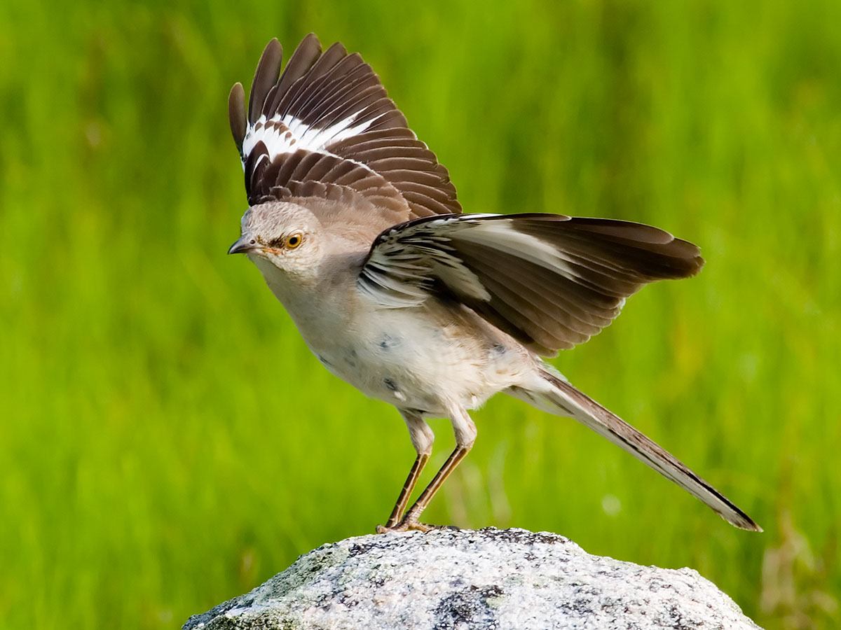 missouri native birds