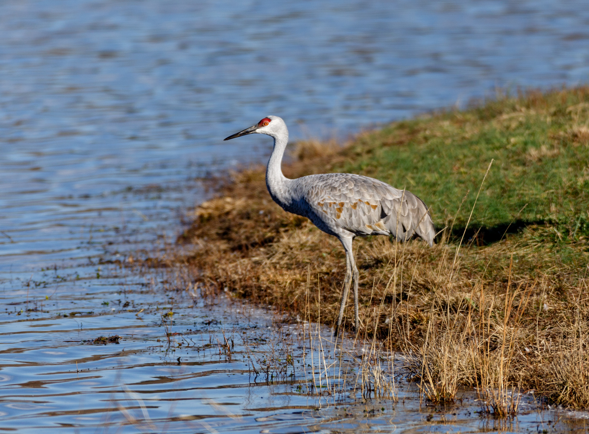 Sandhill Crane — Madison Audubon