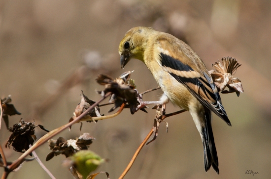 Goldfinch_by_Kelly_Colgan_Azar_550_365.jpg