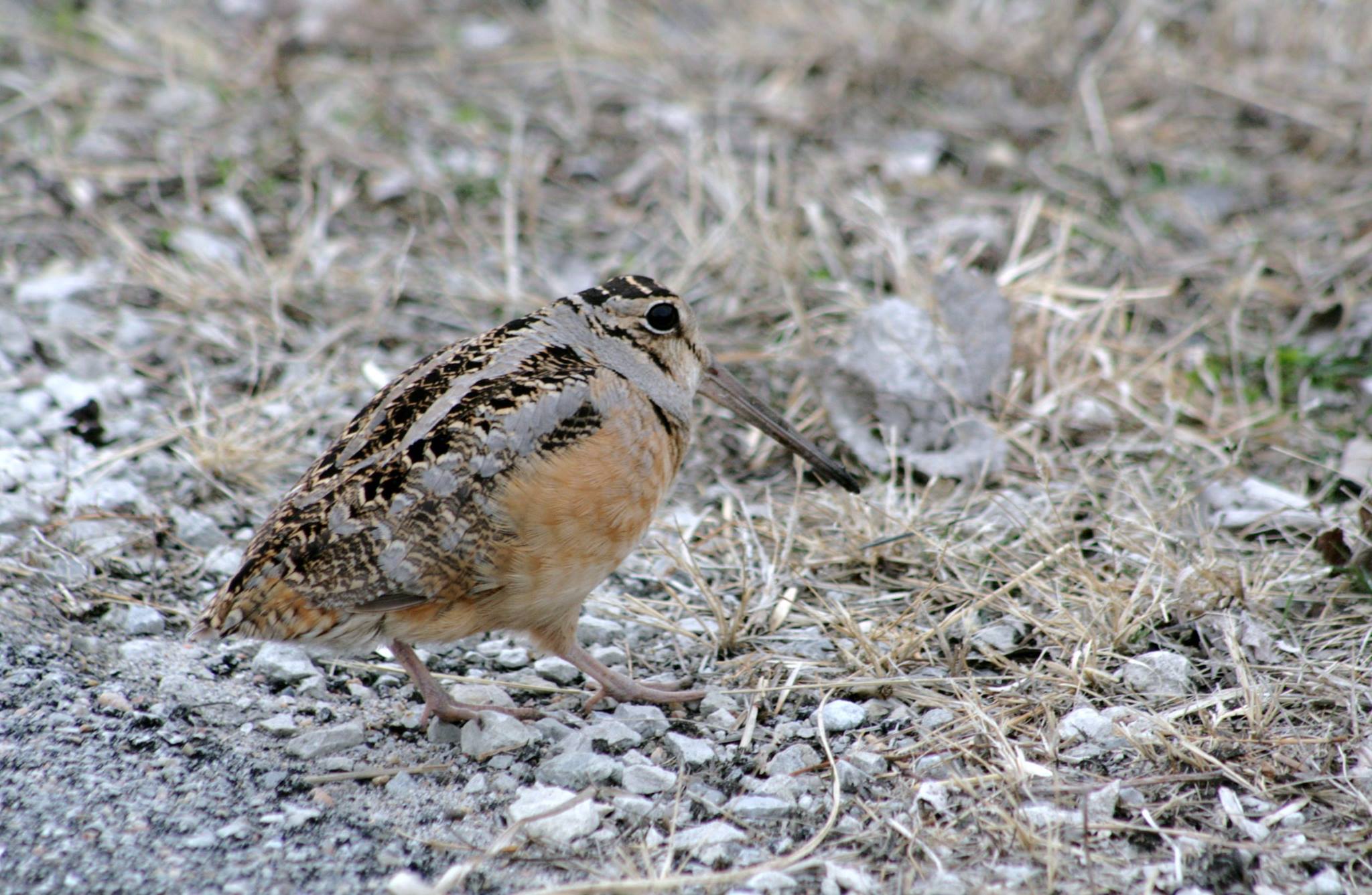 Photo by USFWS Midwest