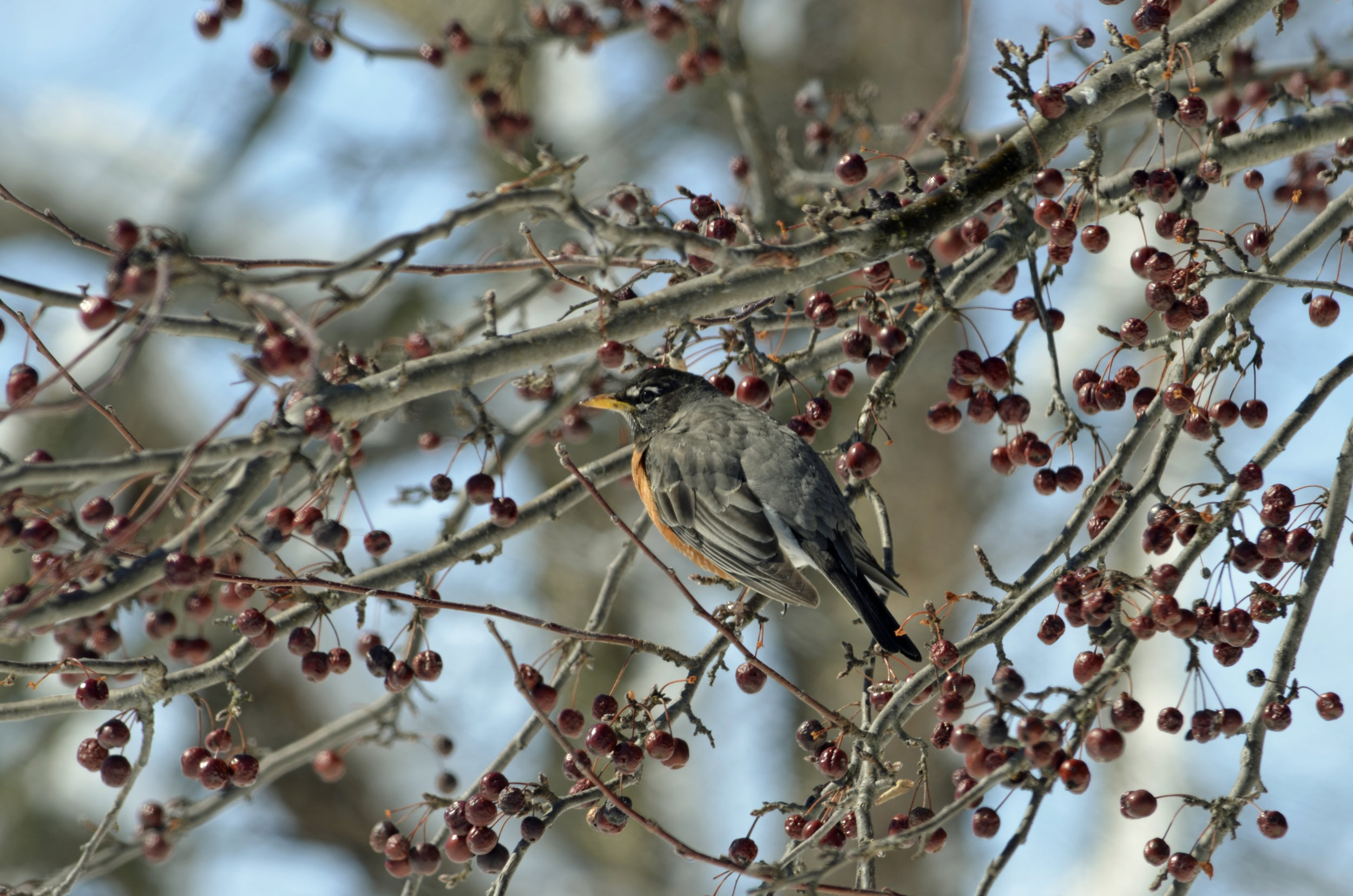 While not its favorite, a robin feeds off of crabapples after an April snowstorm. Photo by Mark Martin