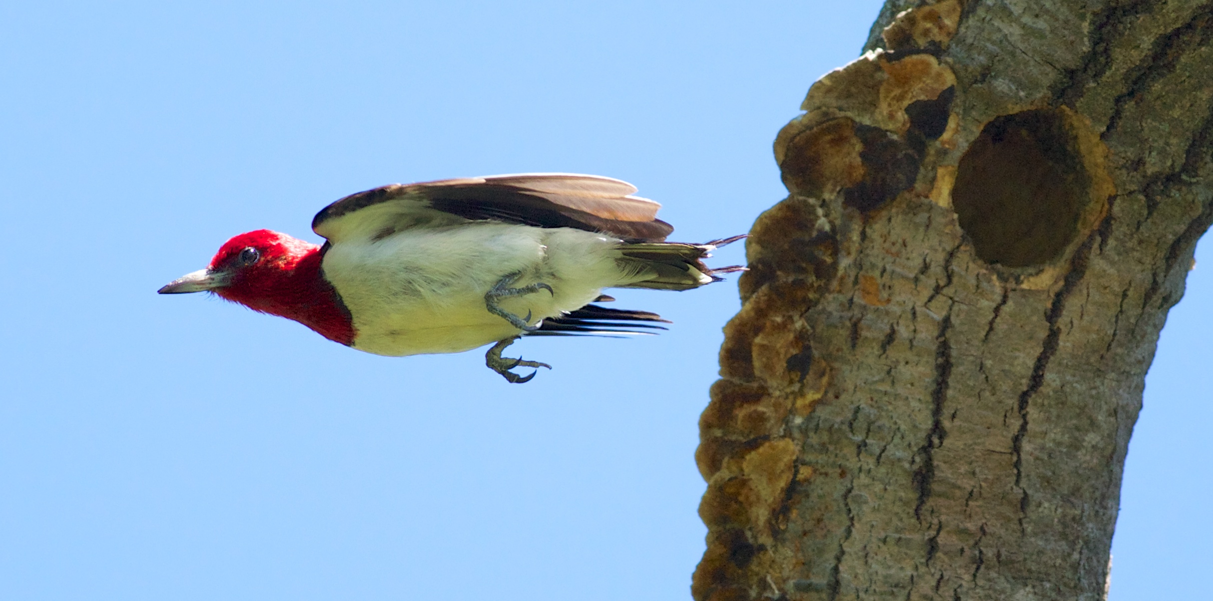 Red-headed woodpecker, photo by Arlene Koziol