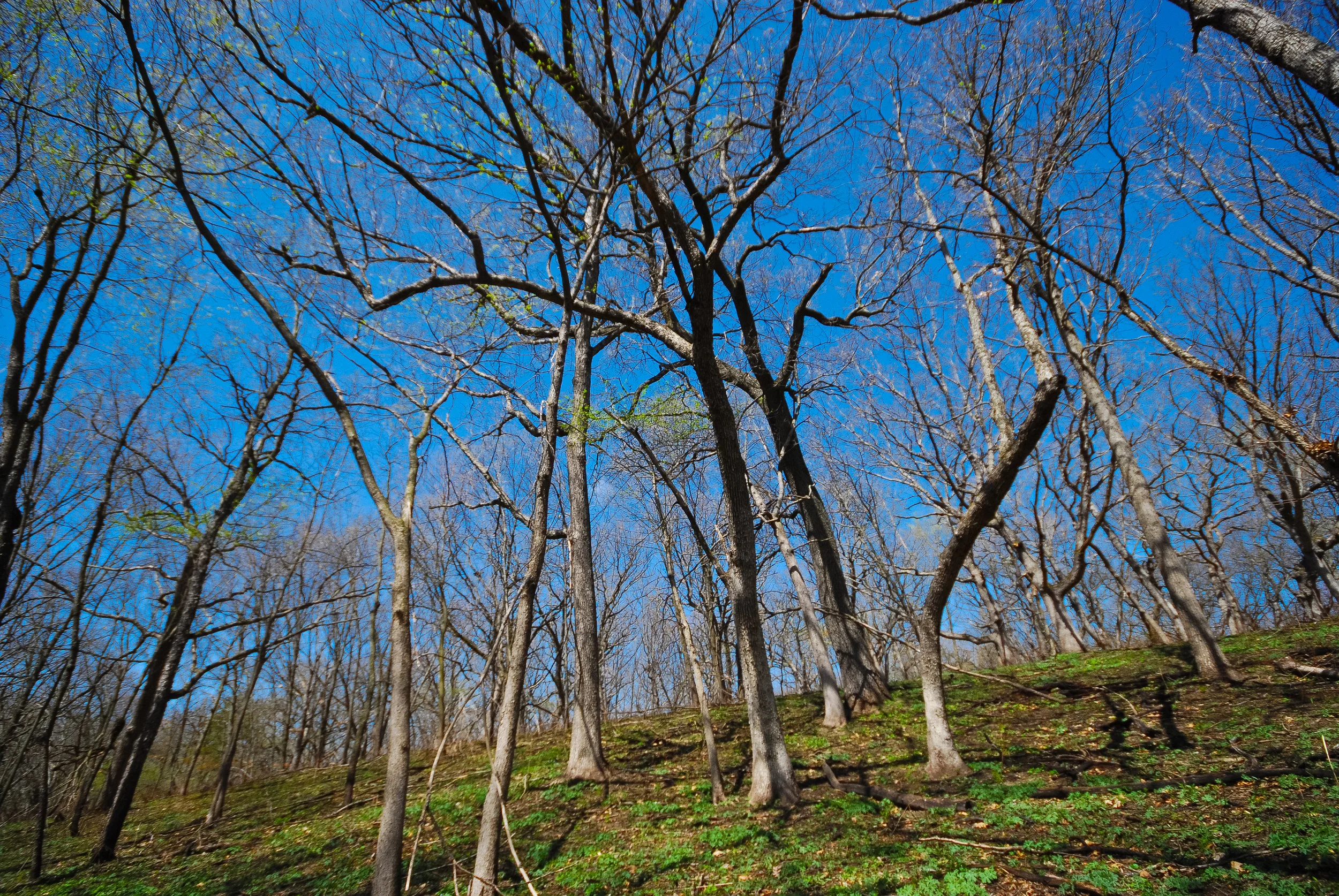 Spring in a Wisconsin oak savanna, photo by Joshua Mayer