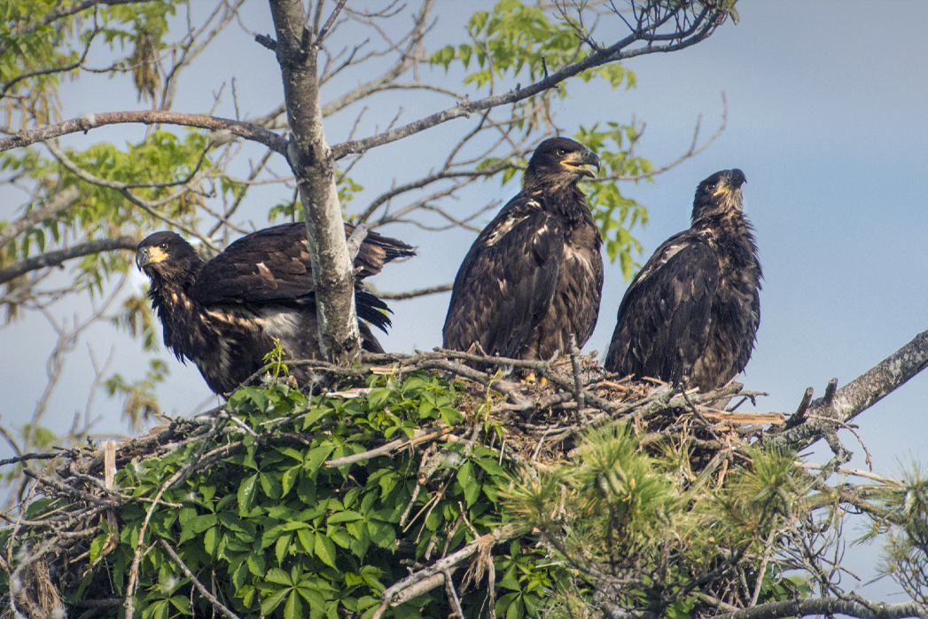 Bald eagle nests are increasing in Columbia County. Photo by Richard Armstrong