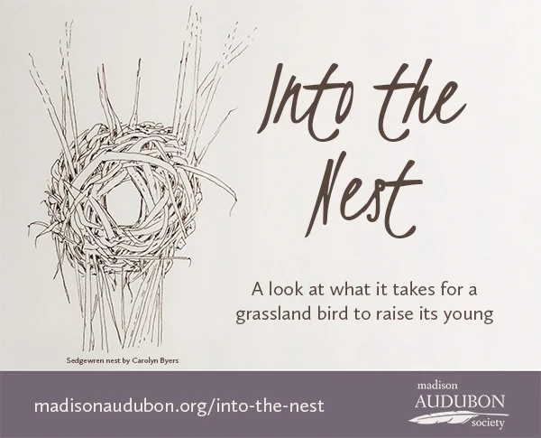 This new mini-series highlights the fascinating and marvelous ecology of grassland bird nesting, written by Madison Audubon education director Carolyn Byers. Click here for all Into the Nest posts.