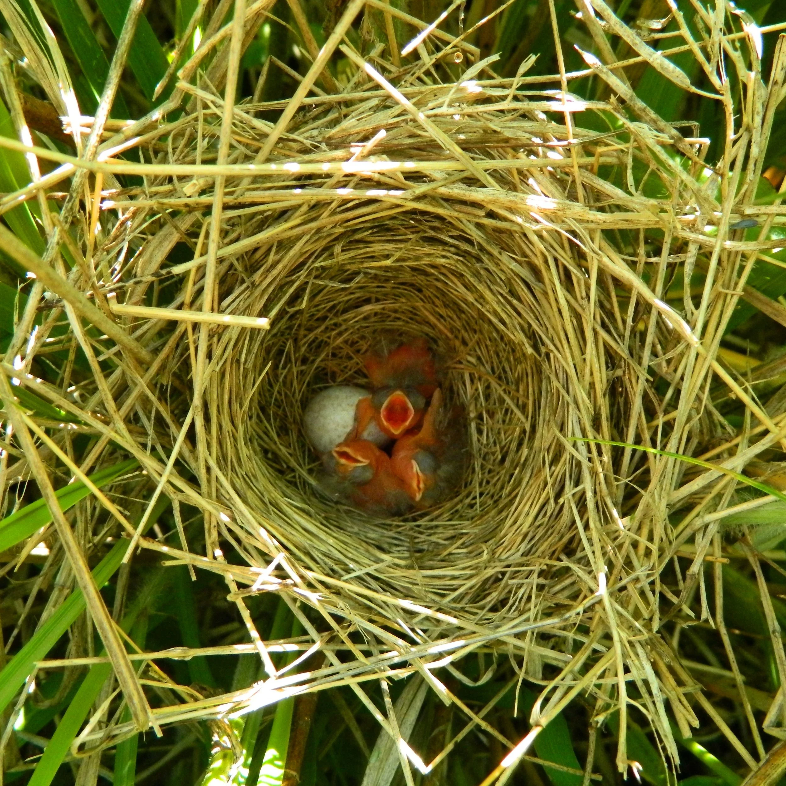 Introducing "Into the Nest'