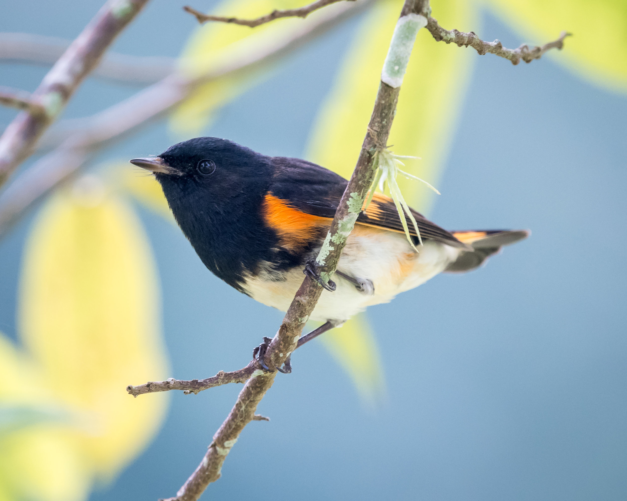 Guide of the Wild – Redstart Interactive