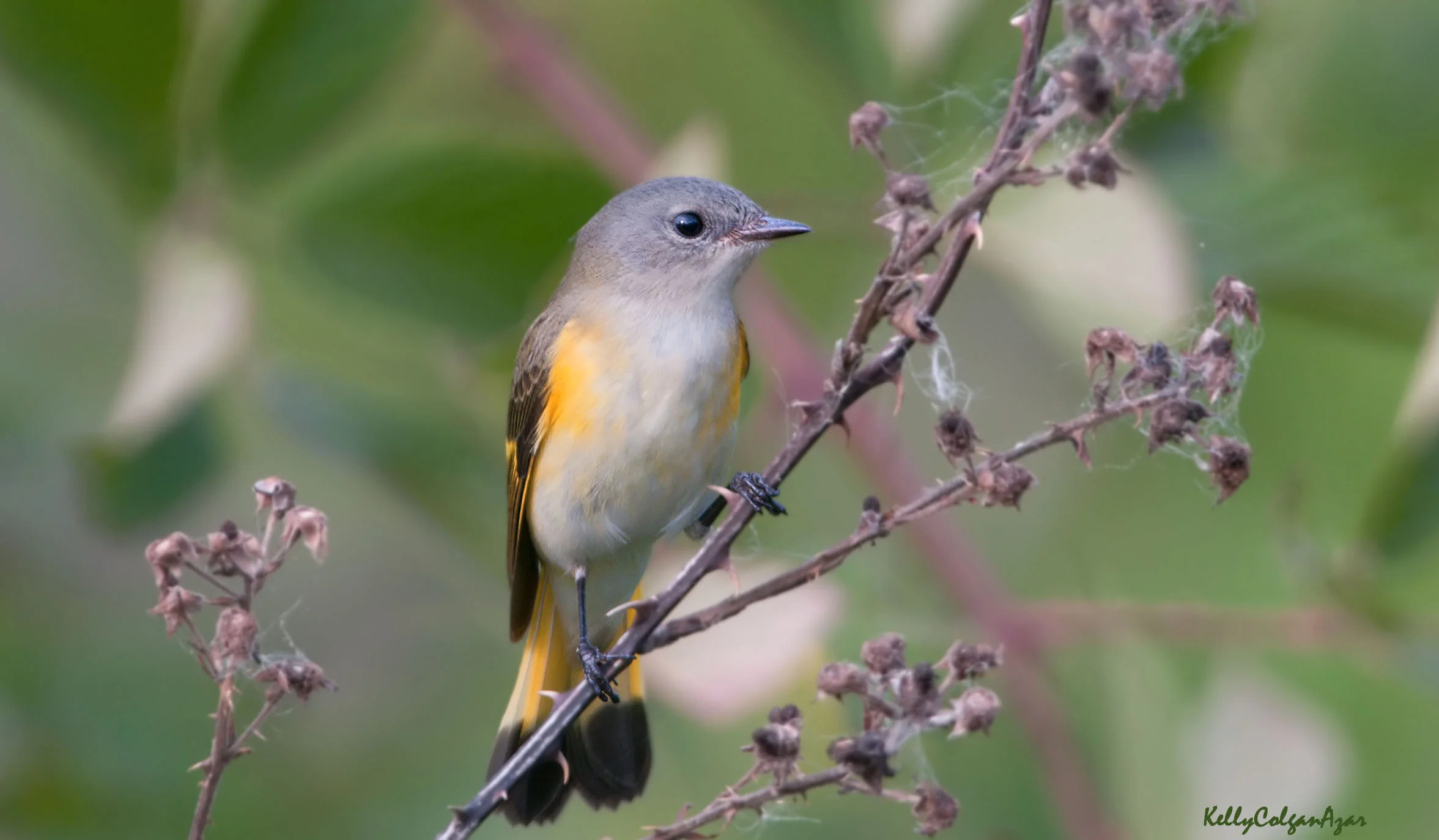 American redstart, first year male, photo by Kelly Colgan Azar