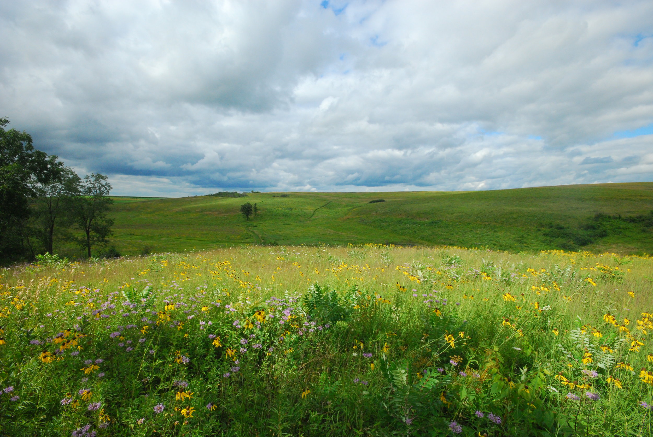 The lovely Schurch-Thompson Prairie is flush with color (and no doubt nesting birds!). Photo by Joshua Mayer