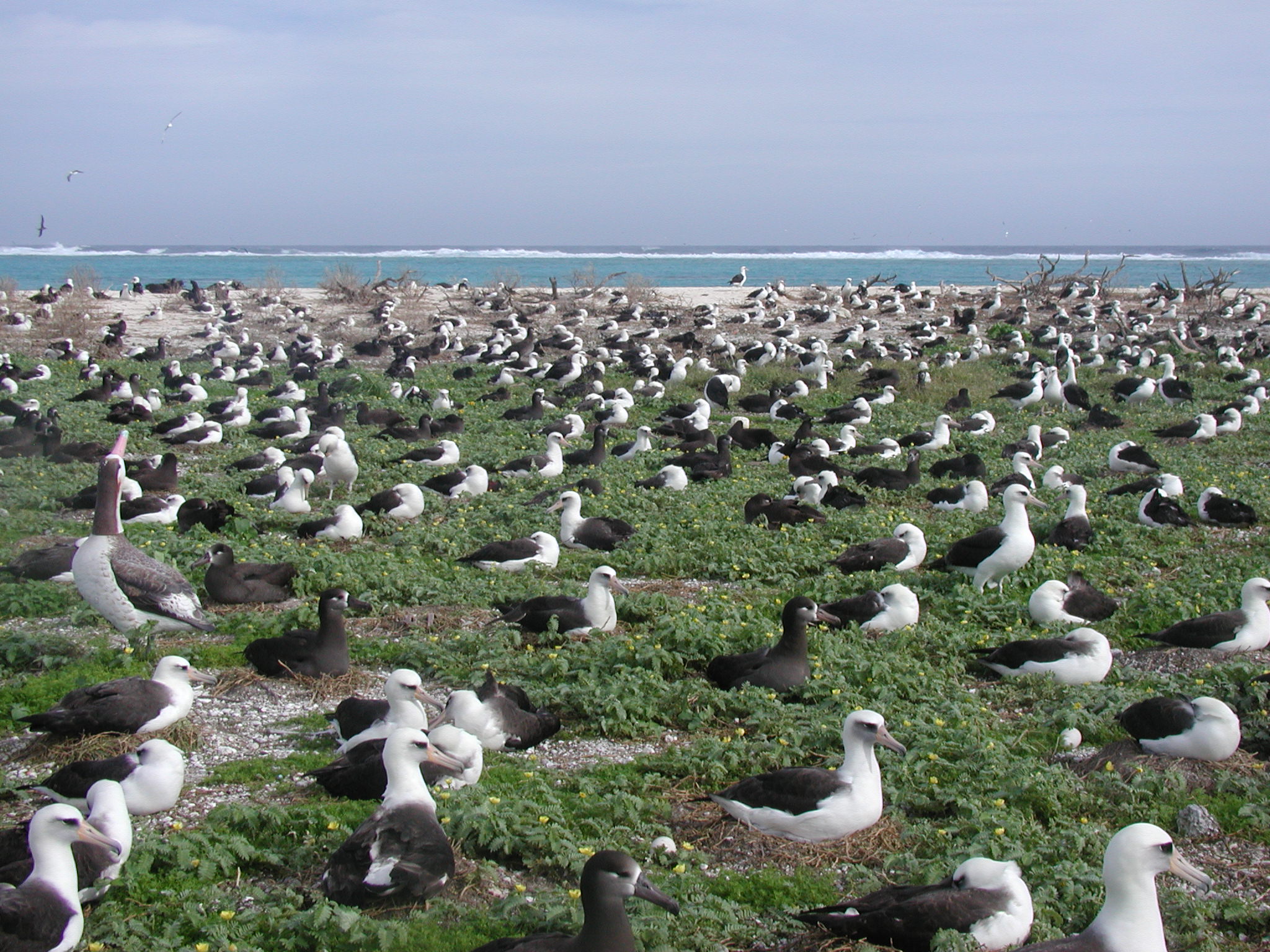 Not a prairie. But a good example of small territories used only for nest placement in albatross colonies. Photo by USFWS Pacific Region