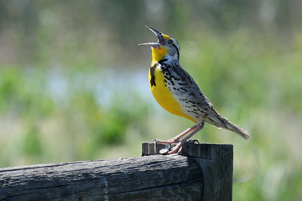 An eastern meadowlark has a lot to sing about. Photo by Patrick Ready