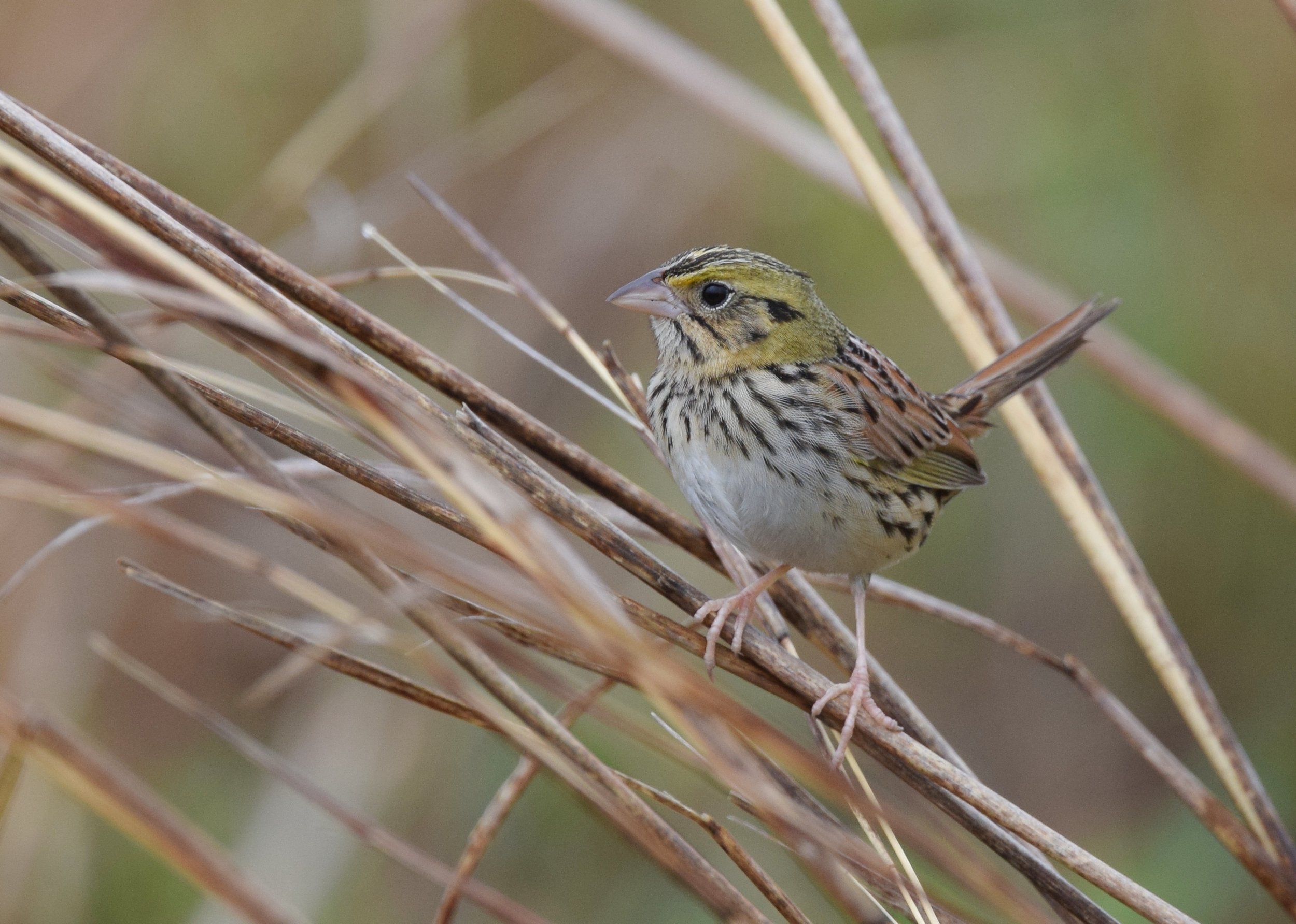 Henslow's sparrow