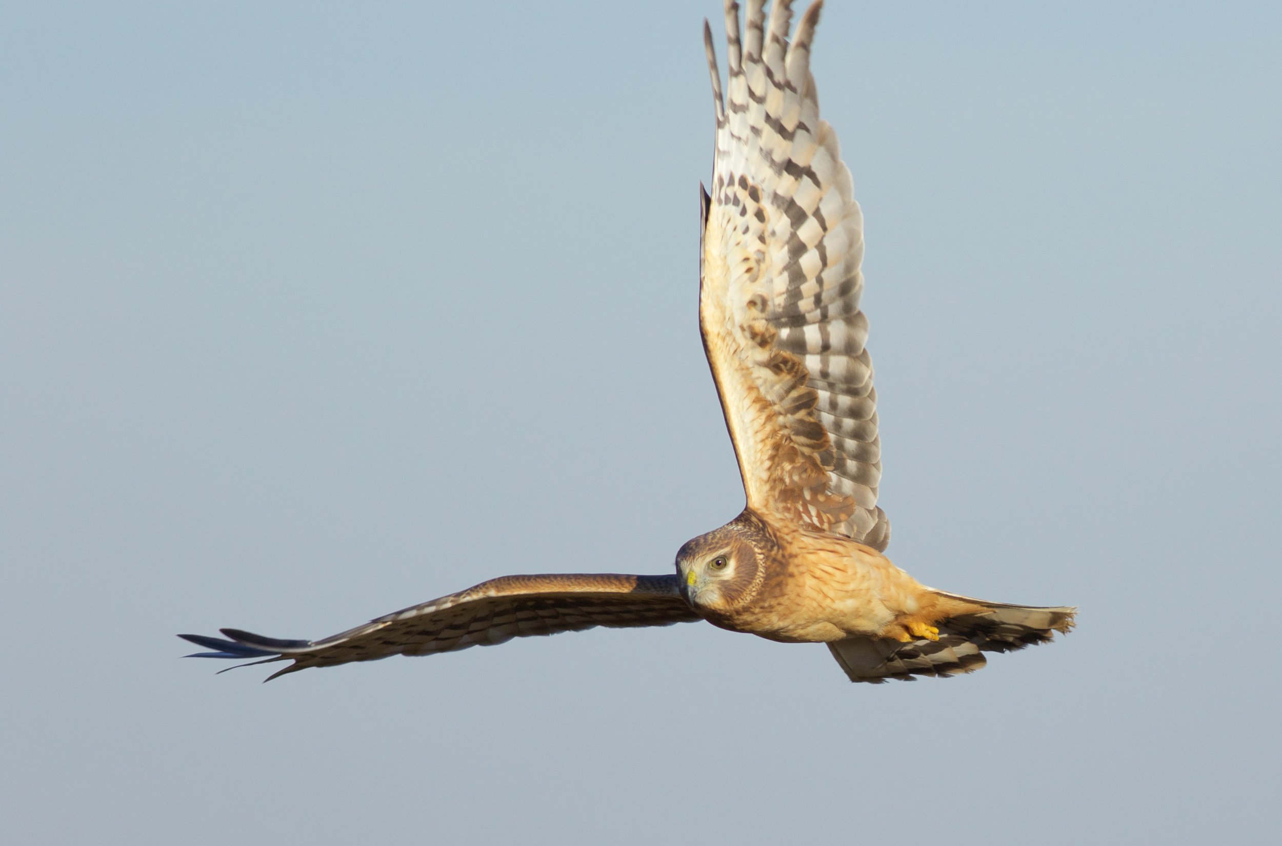 Northern harrier