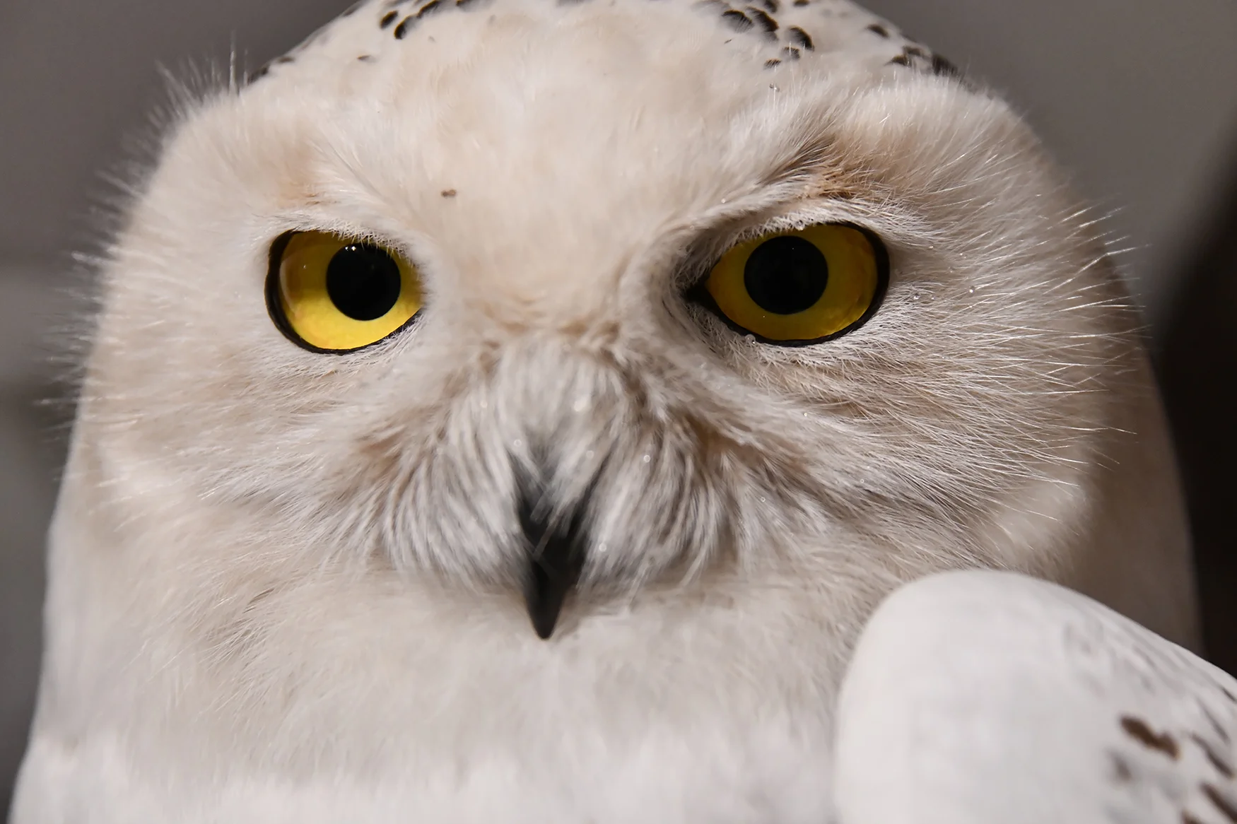 The intense gaze of Arlington will be remembered by those who worked with and tracked Arlington as he wintered near Goose Pond Sanctuary in 2018. Photo by David Rihn