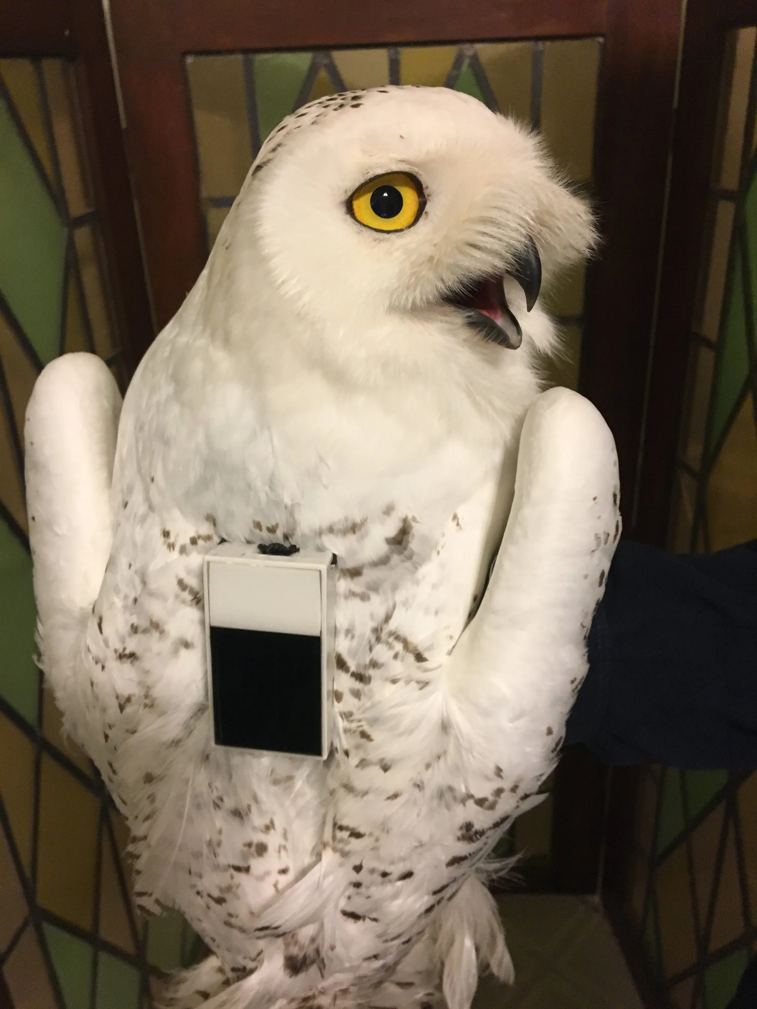 Arlington was outfitted with a GPS transmitter on January 4. The ultra-light backpack was recovered after Arlington was likely struck by a vehicle in central Minnesota. These transmitters are shown to have no impact on the birds' ability to lead normal lives. MAS Photo