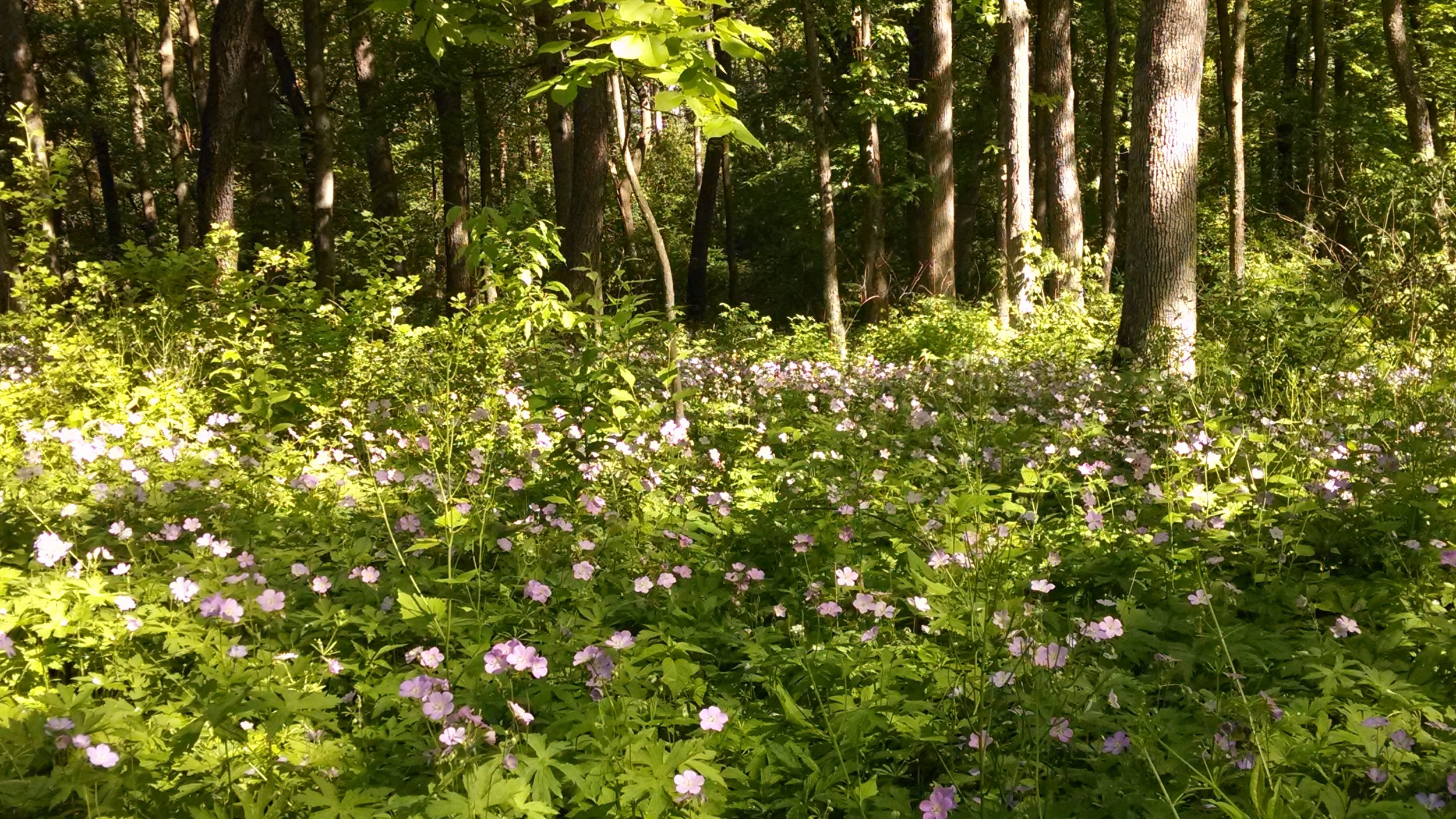 Otsego Marsh