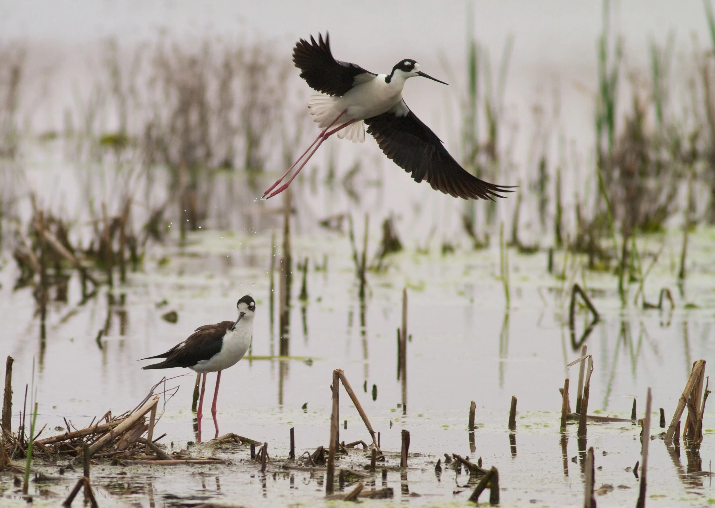 Black-necked stilts, photo by Arlene Koziol