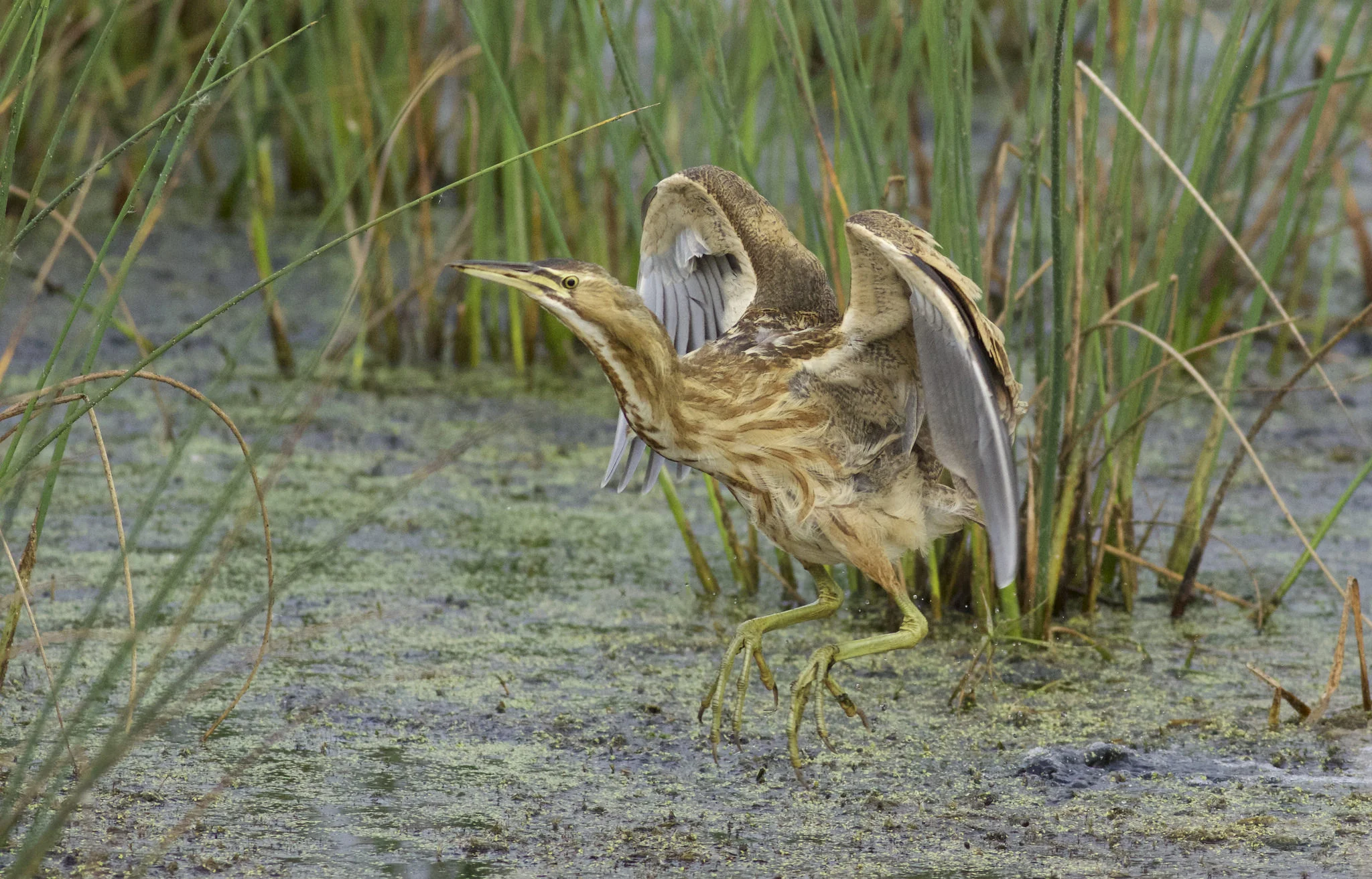 American bittern, photo by Arlene Koziol
